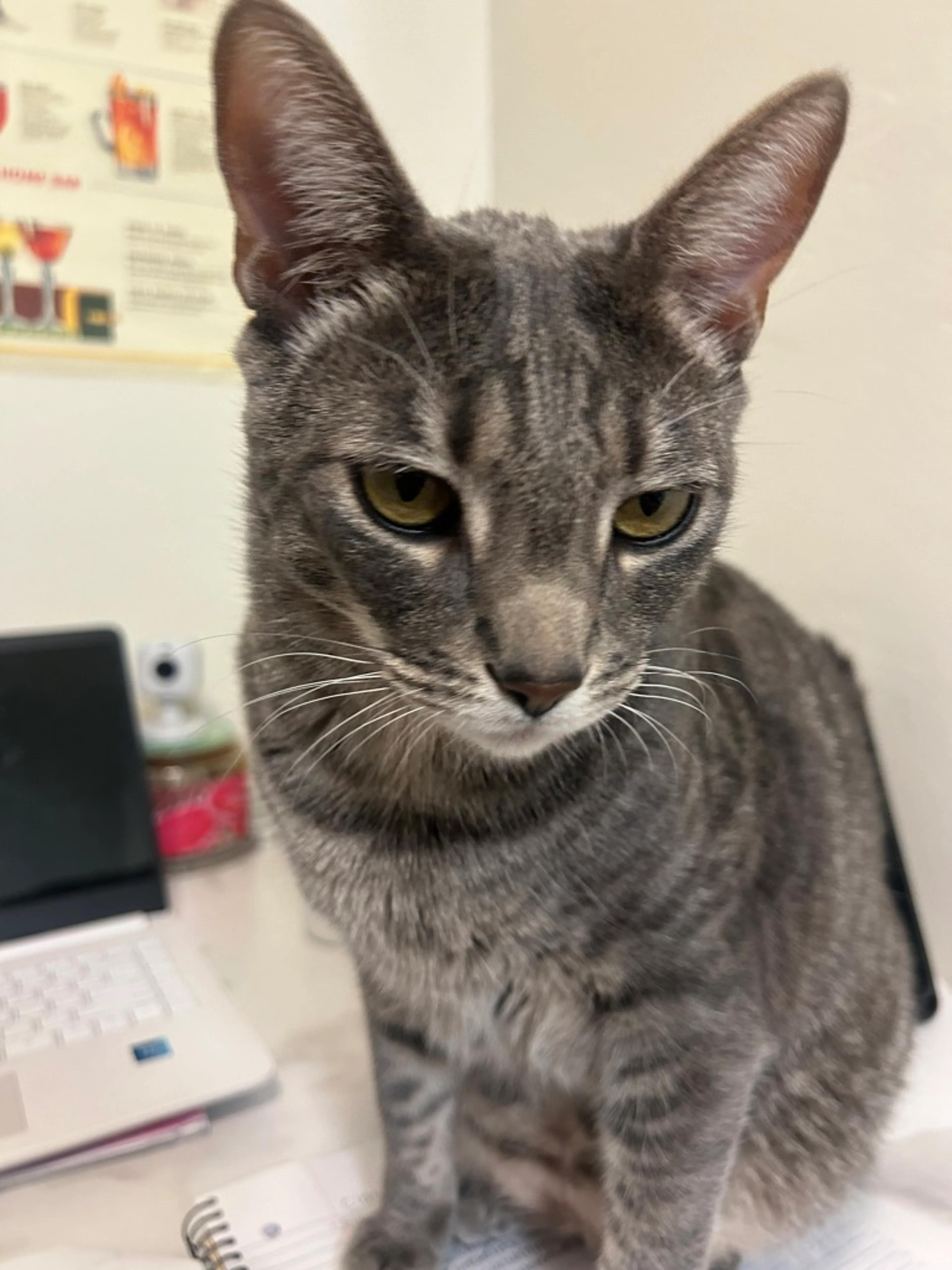 Found pet-4