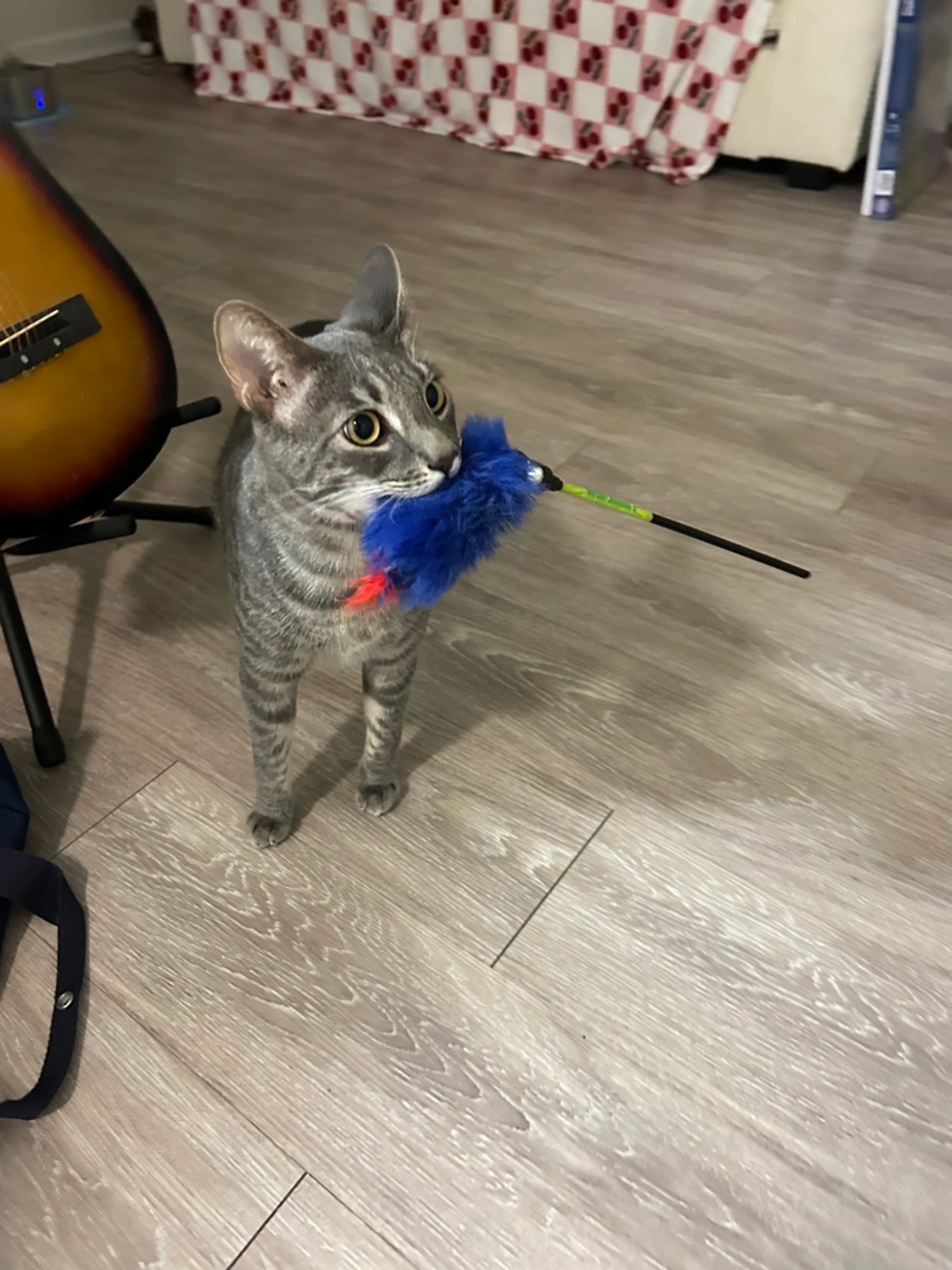 Found pet-7