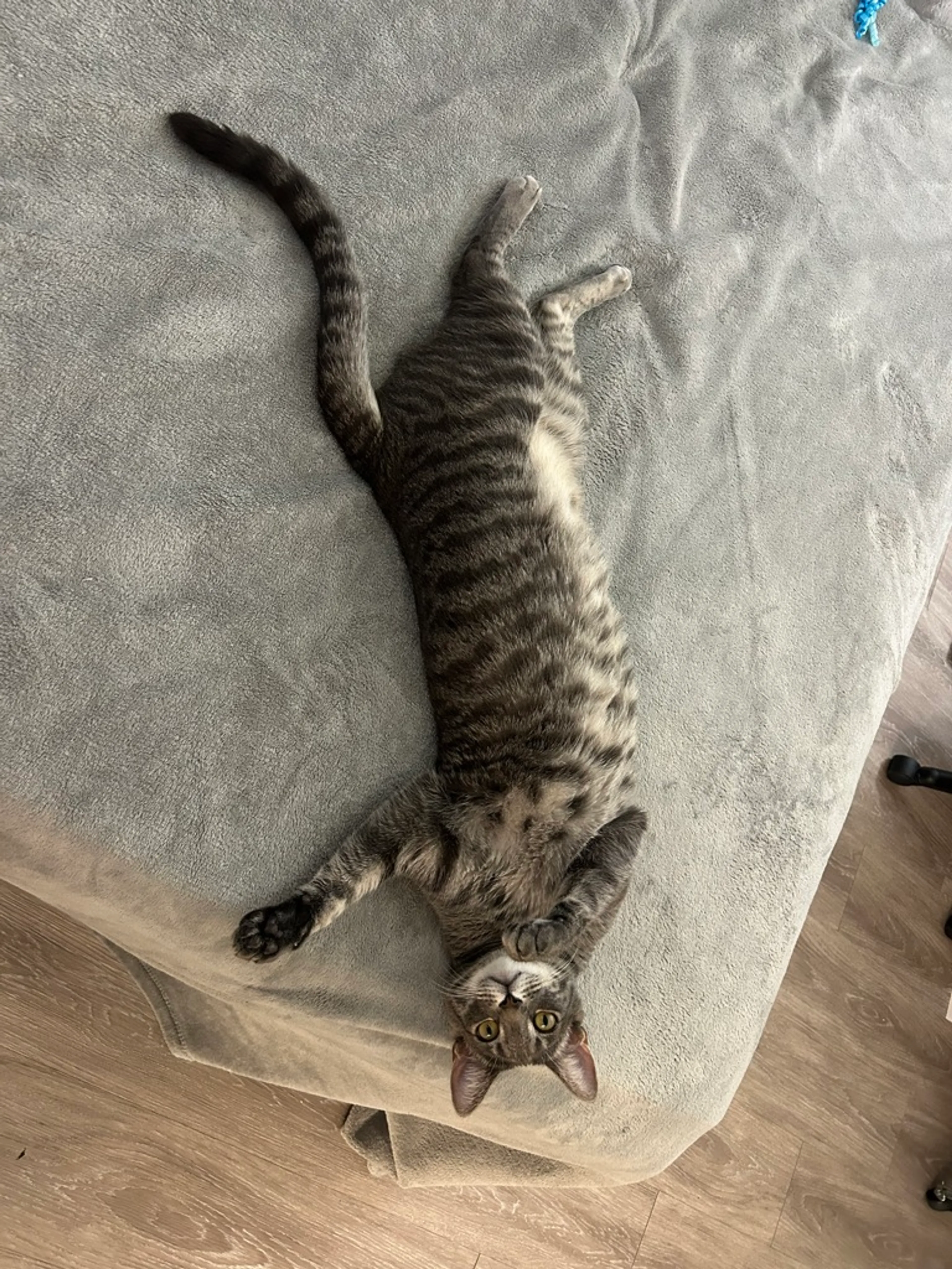 Found pet-2