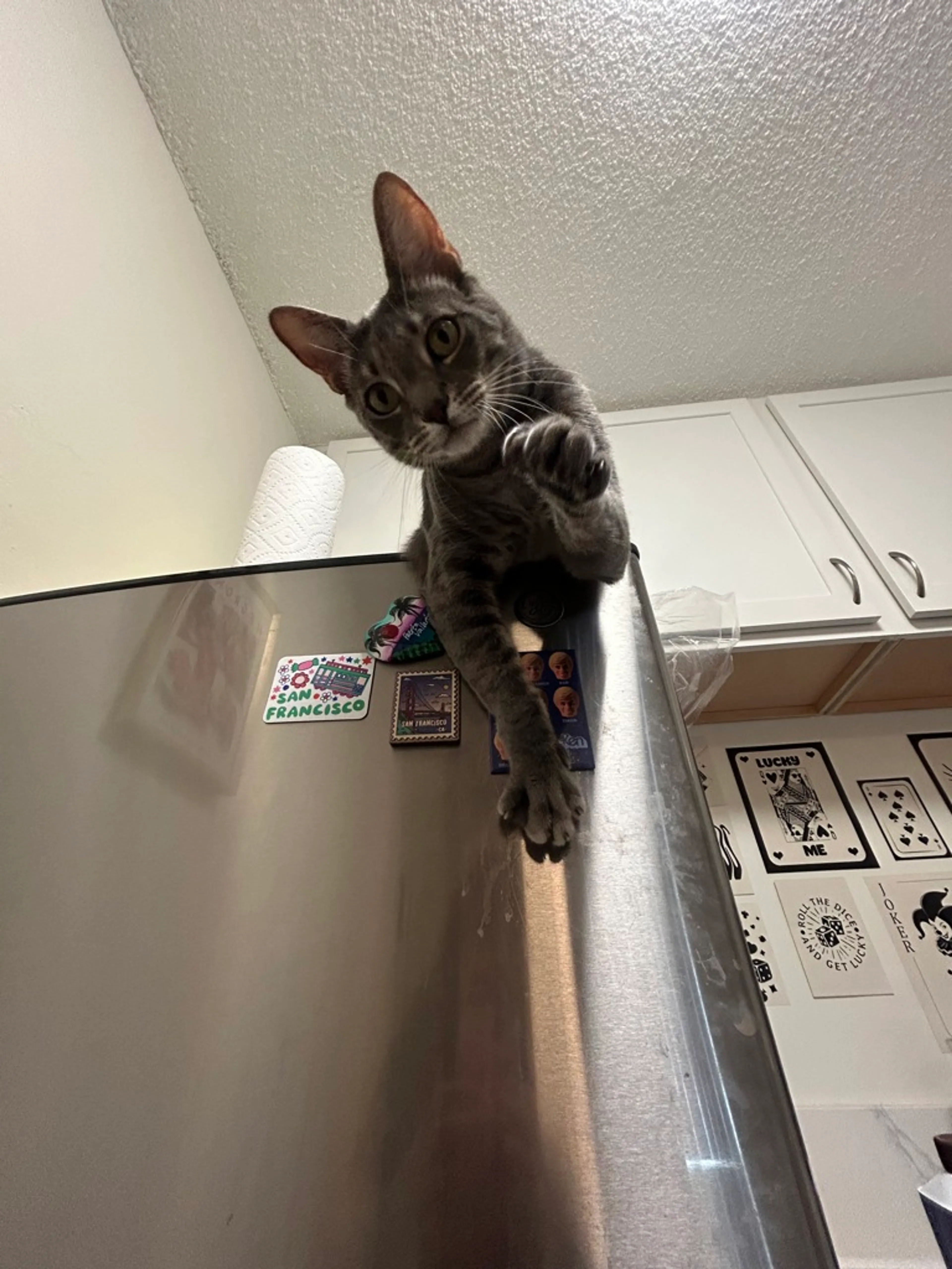 Found pet-5