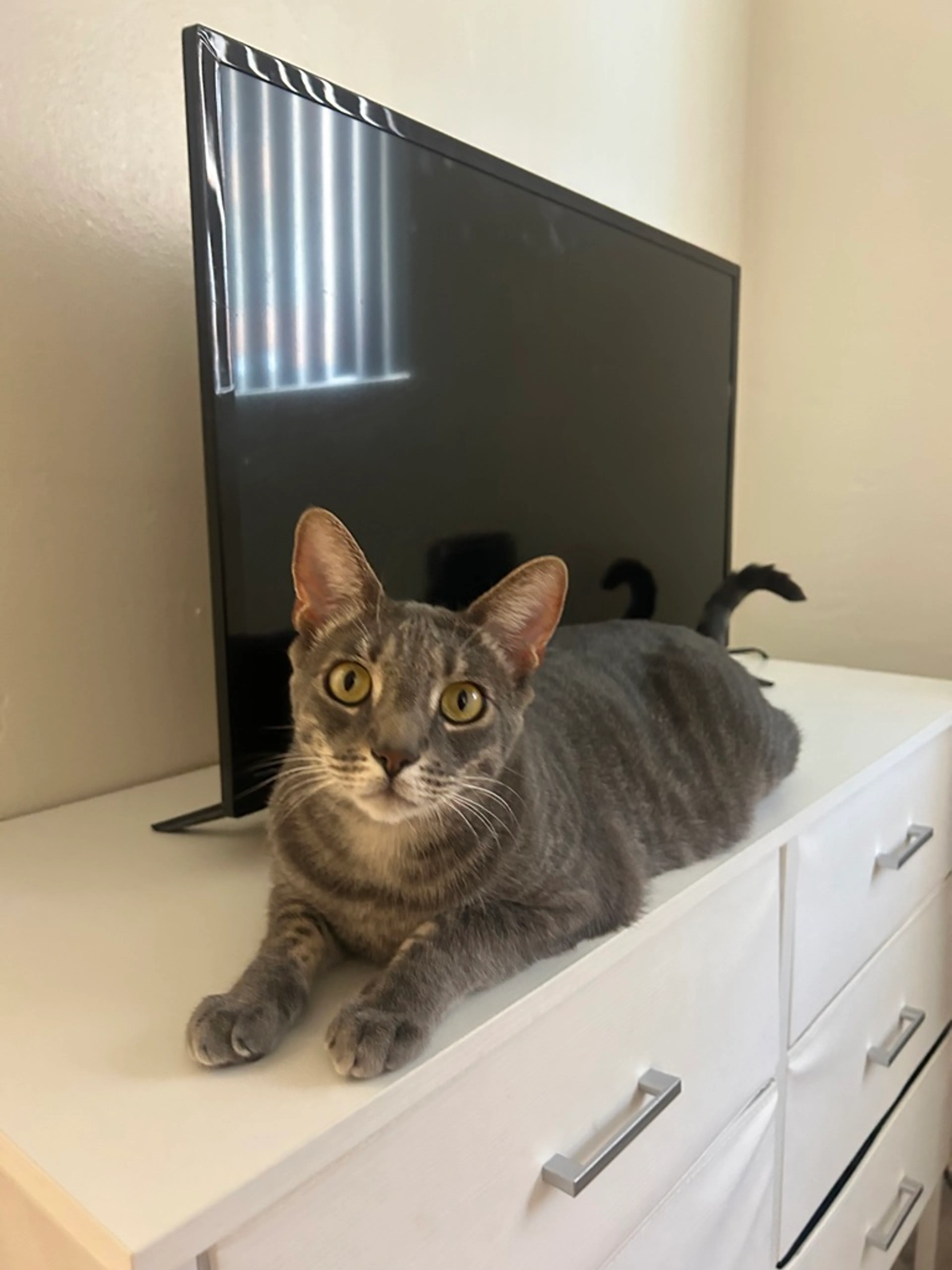 Found pet-8