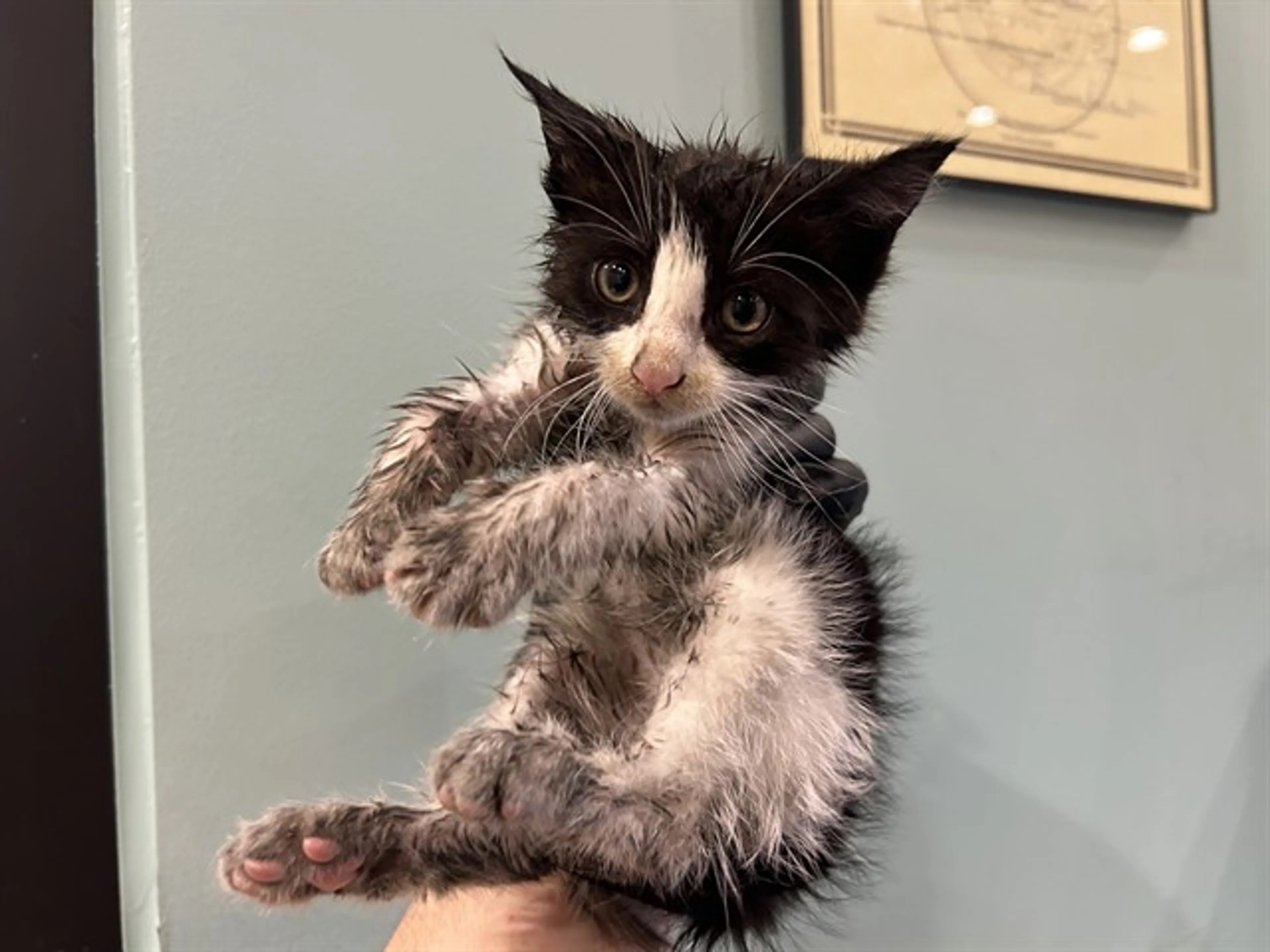 Found pet