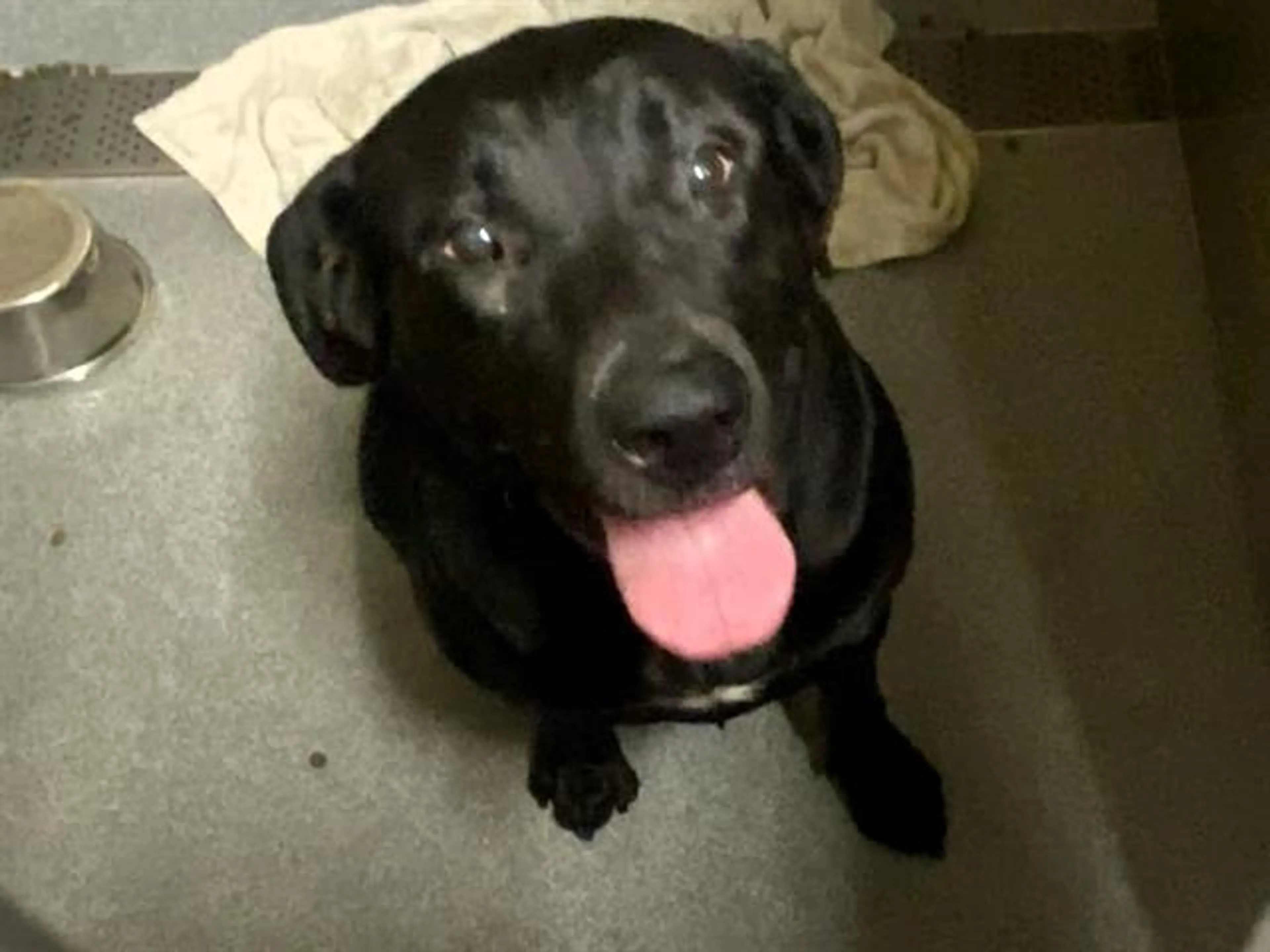 Found pet