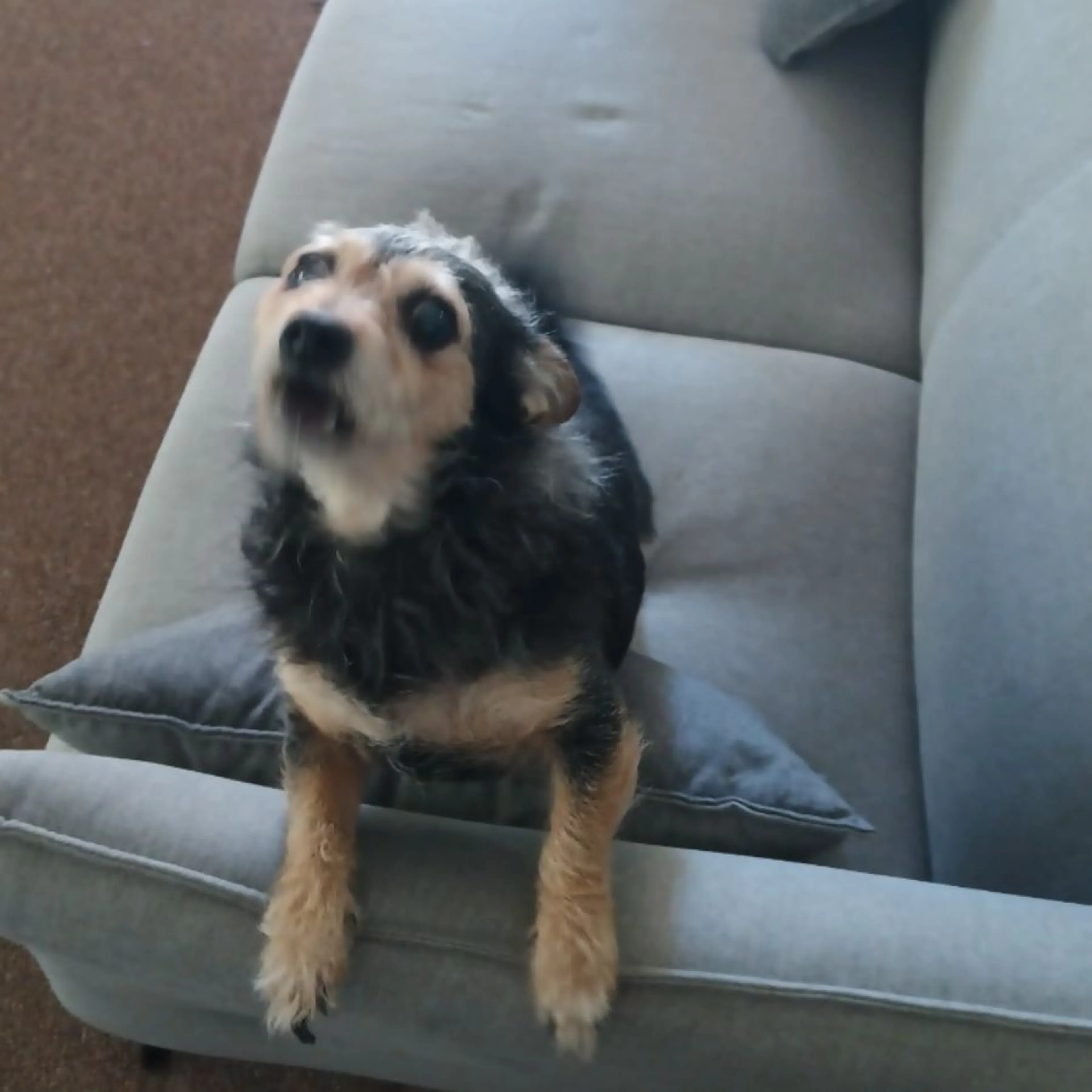 Lost pet-0