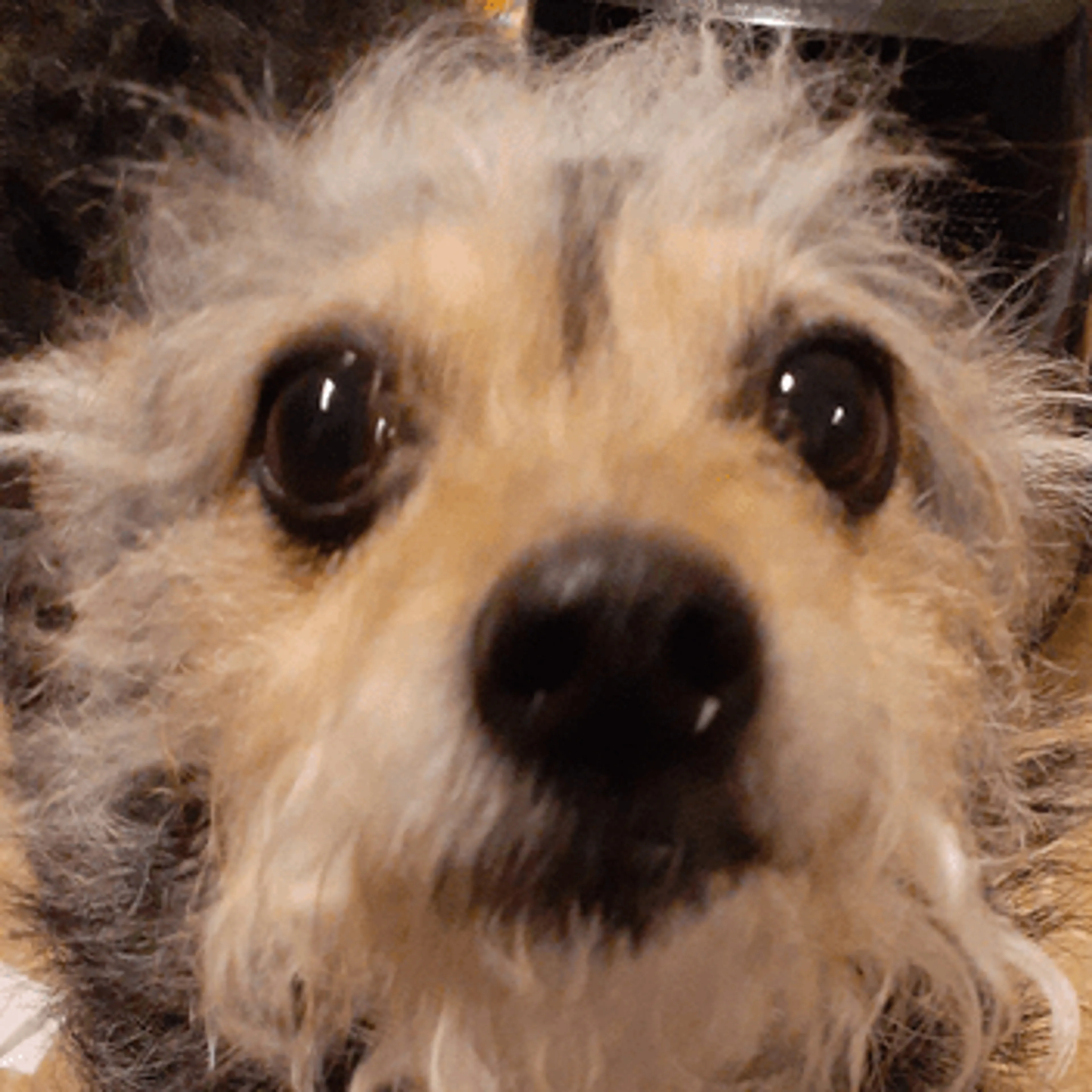Lost pet-2