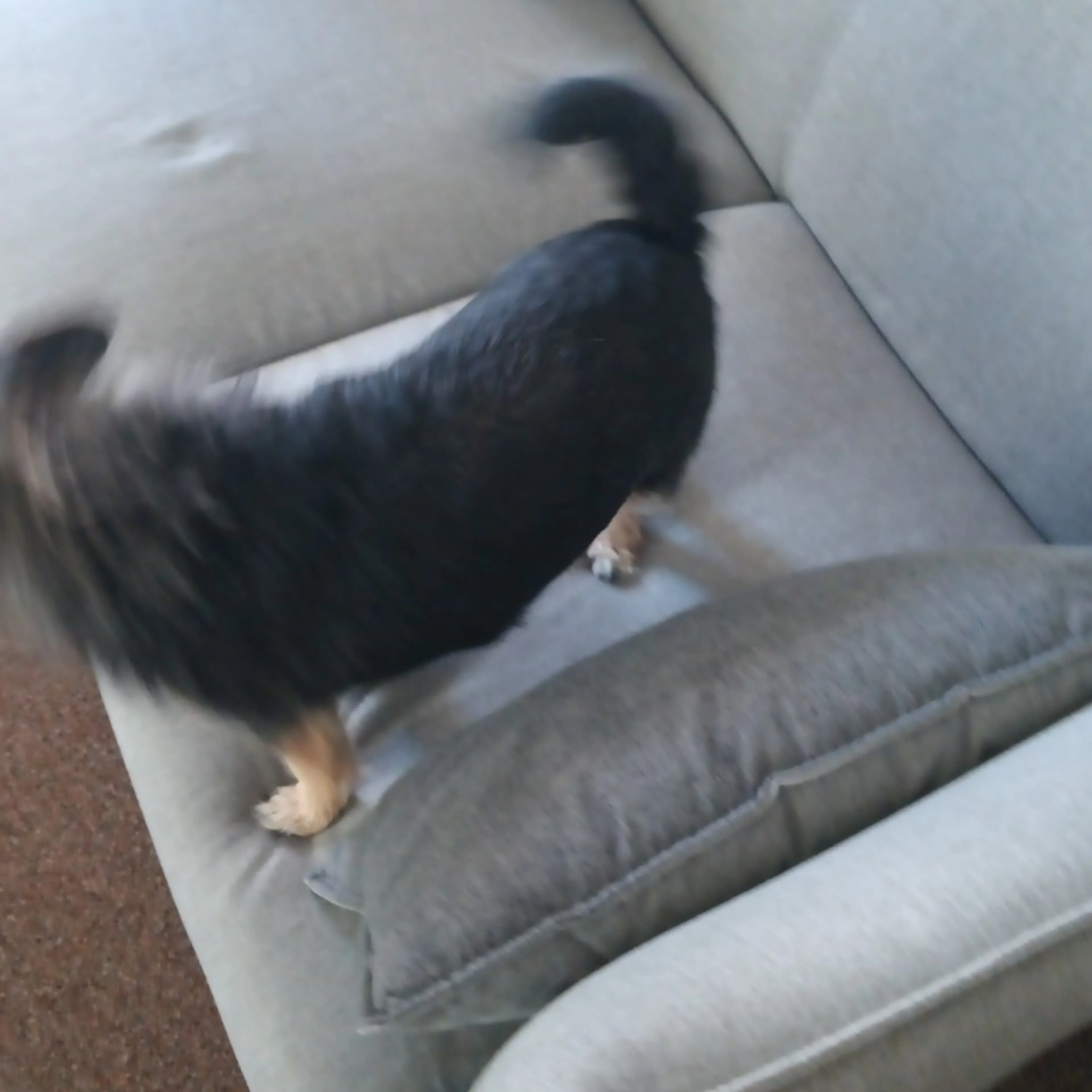 Lost pet-1