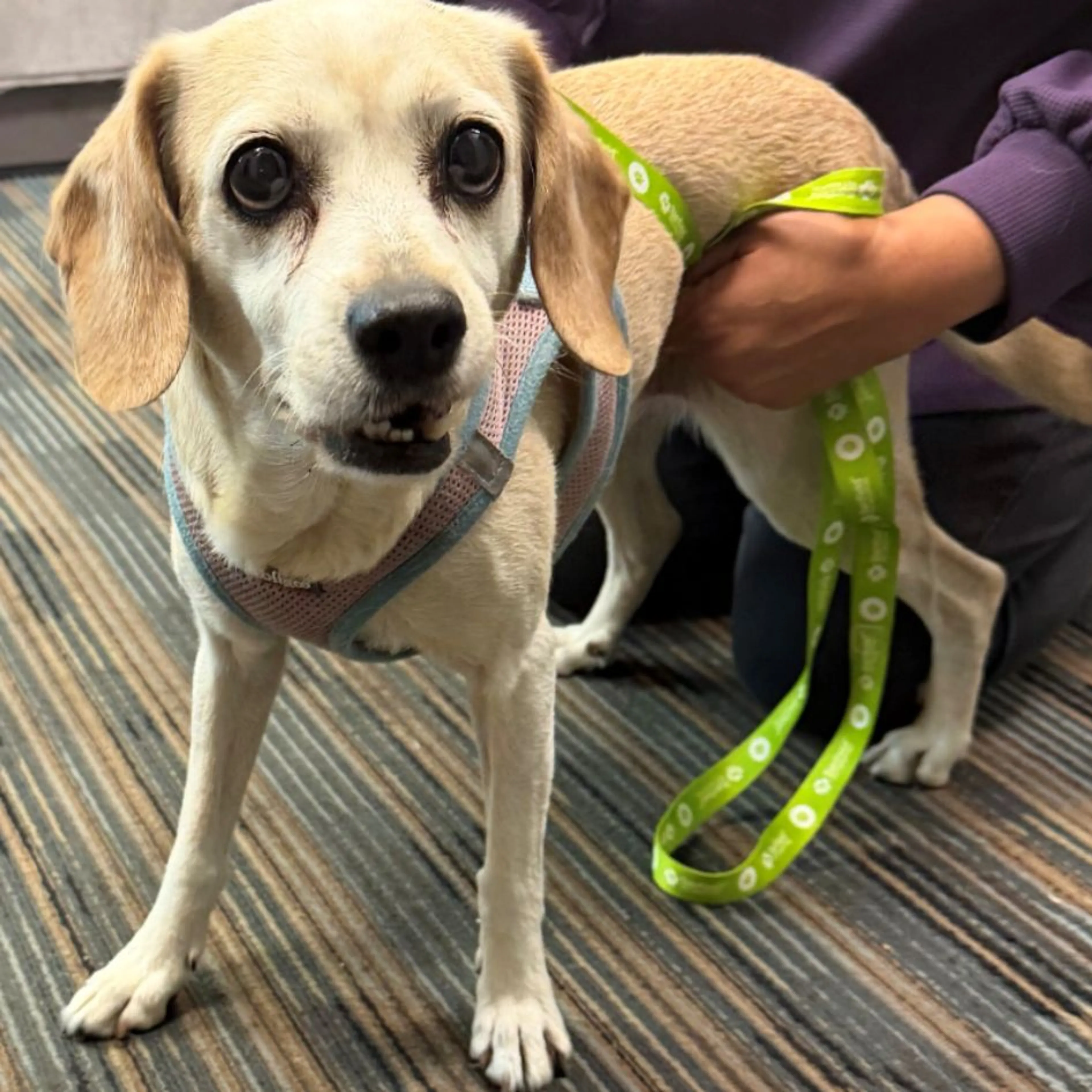 Found pet
