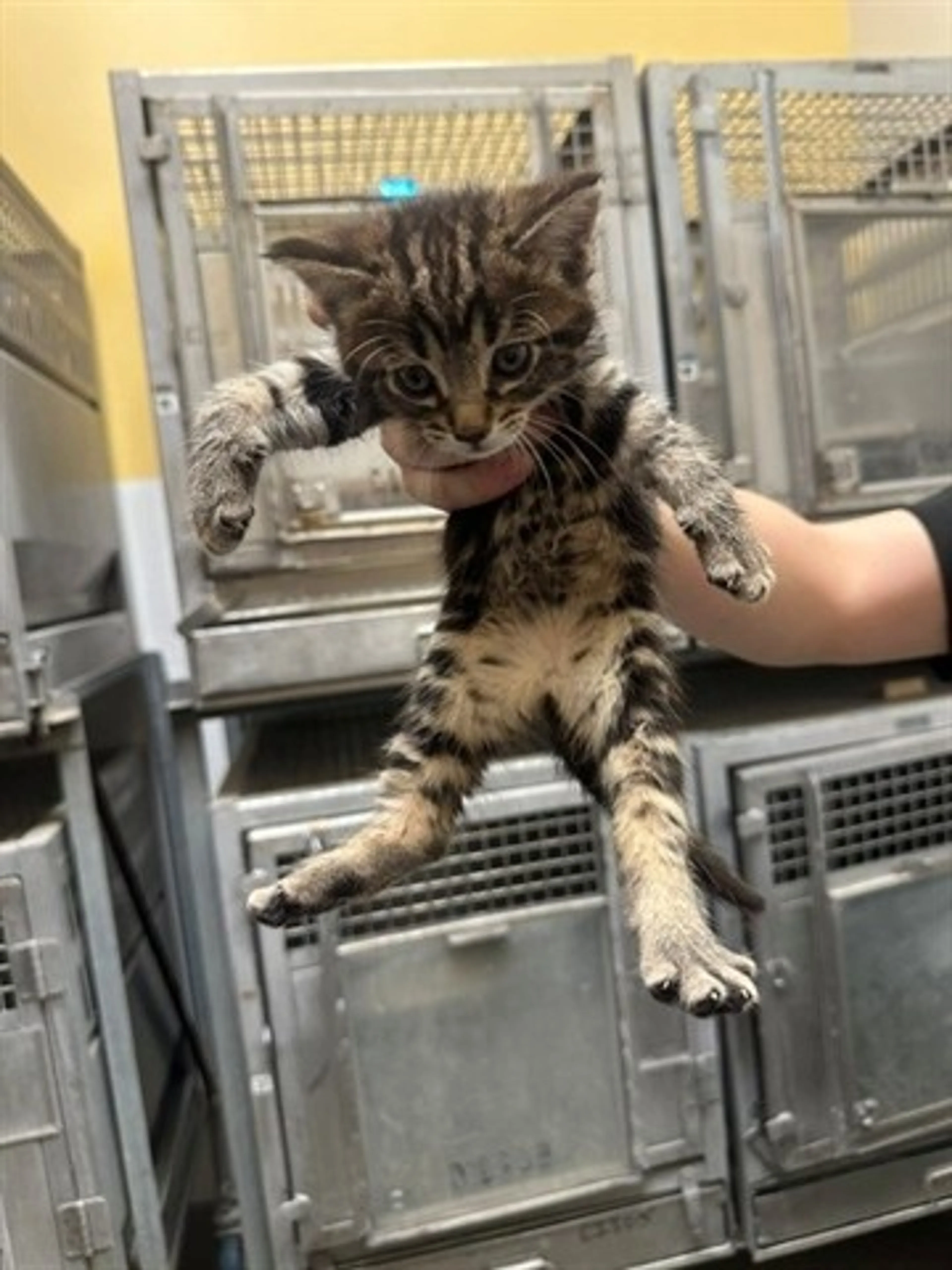cdn image