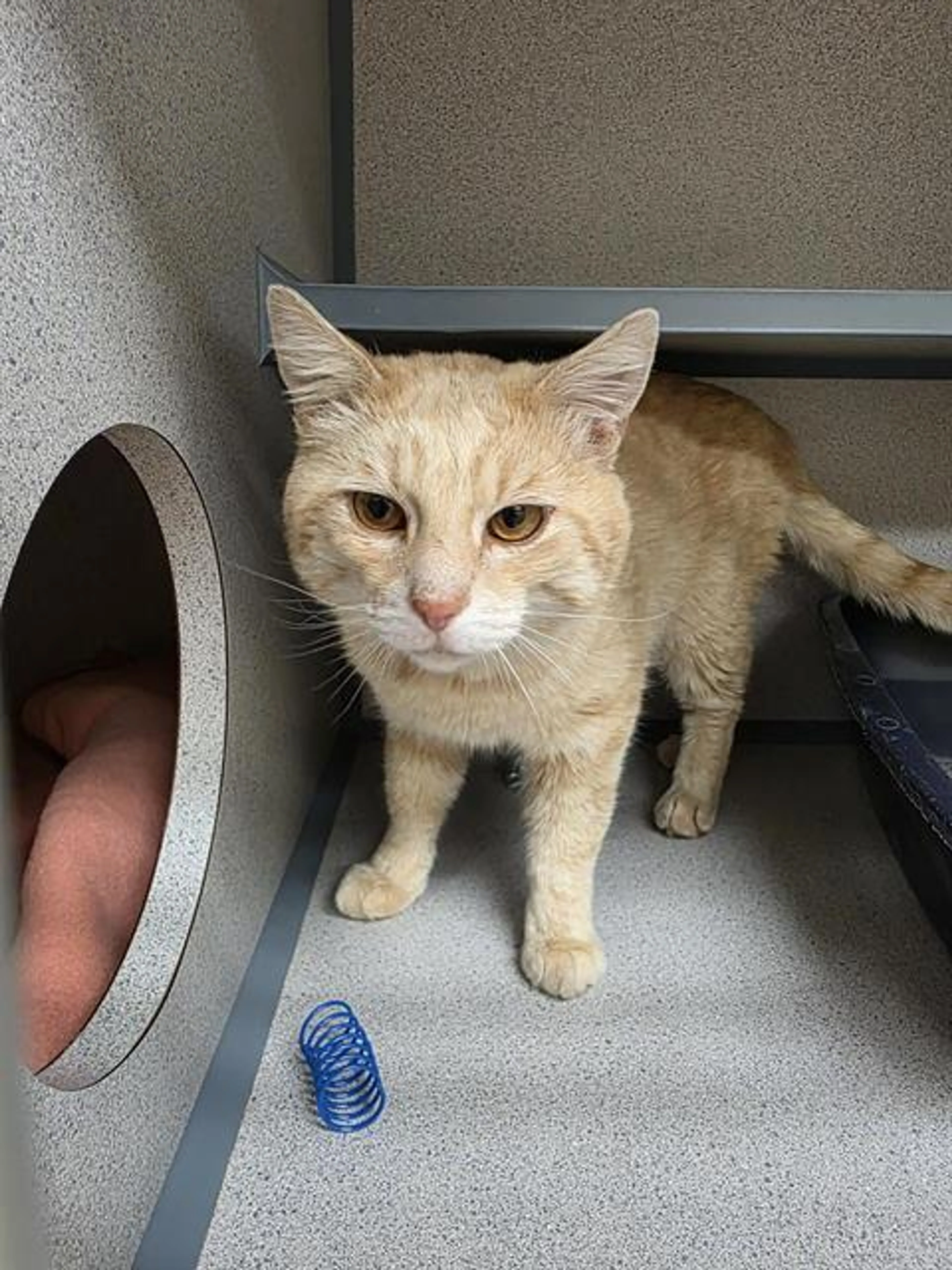Found pet