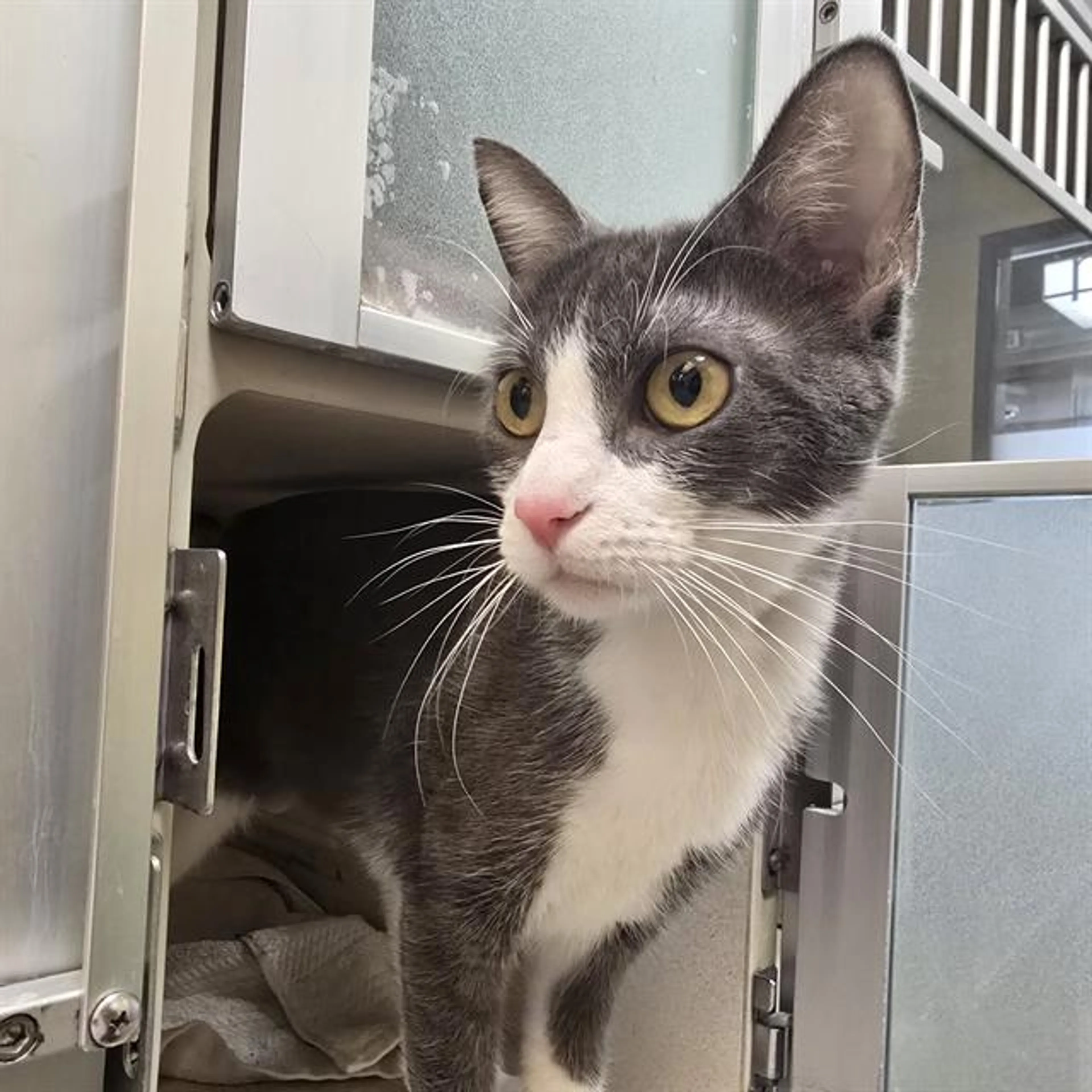 Found pet