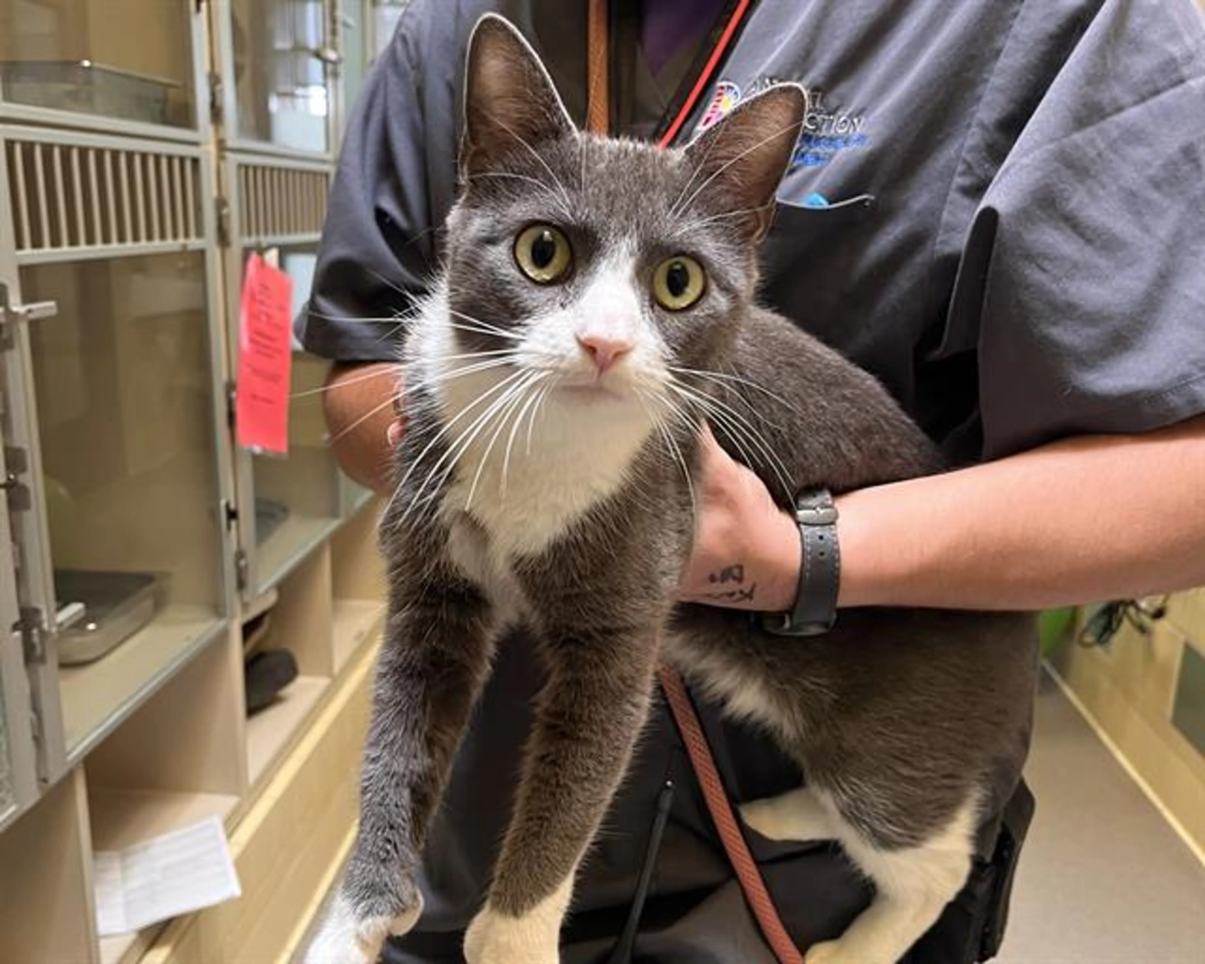 Found pet