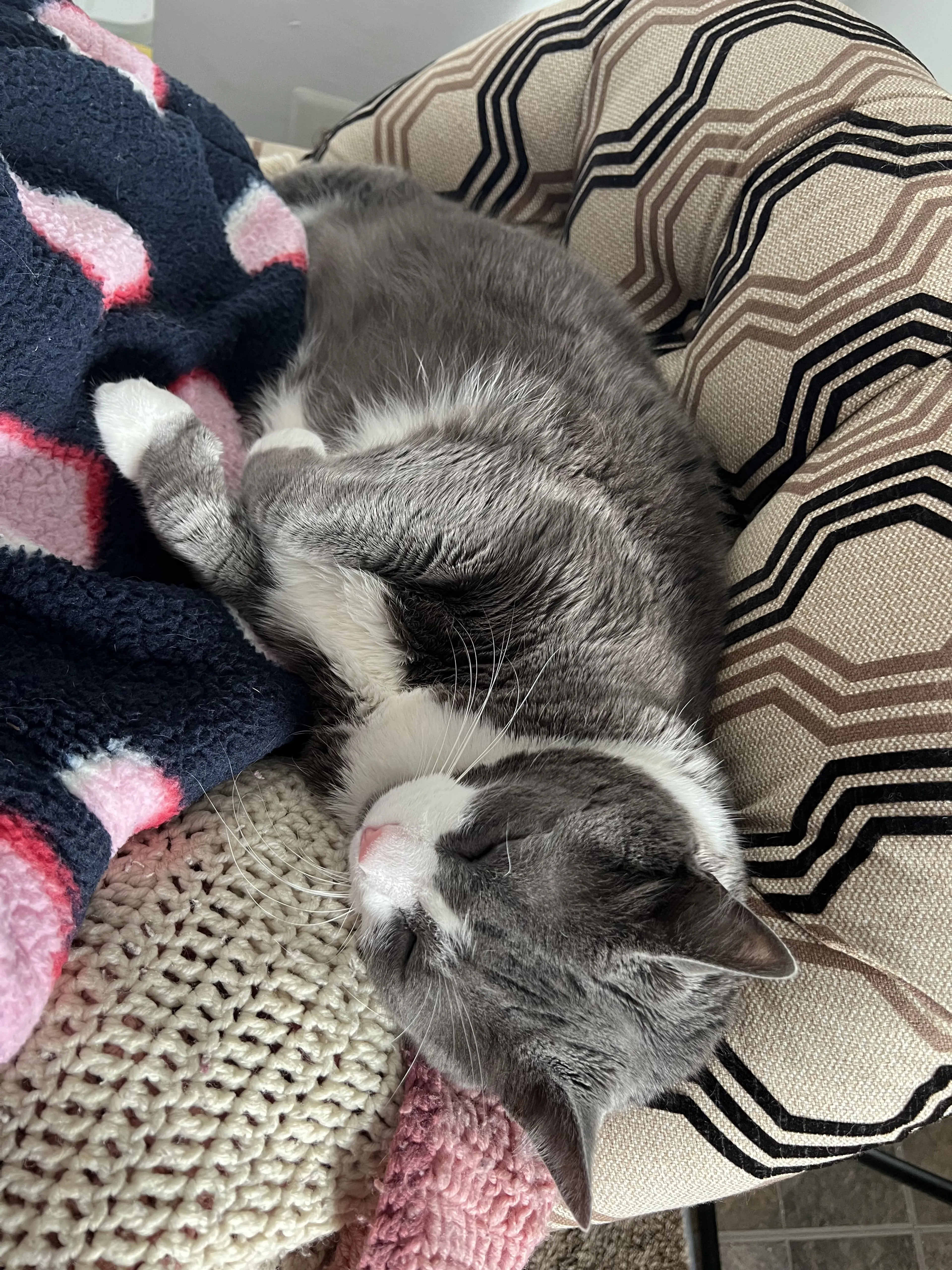 Lost pet-1