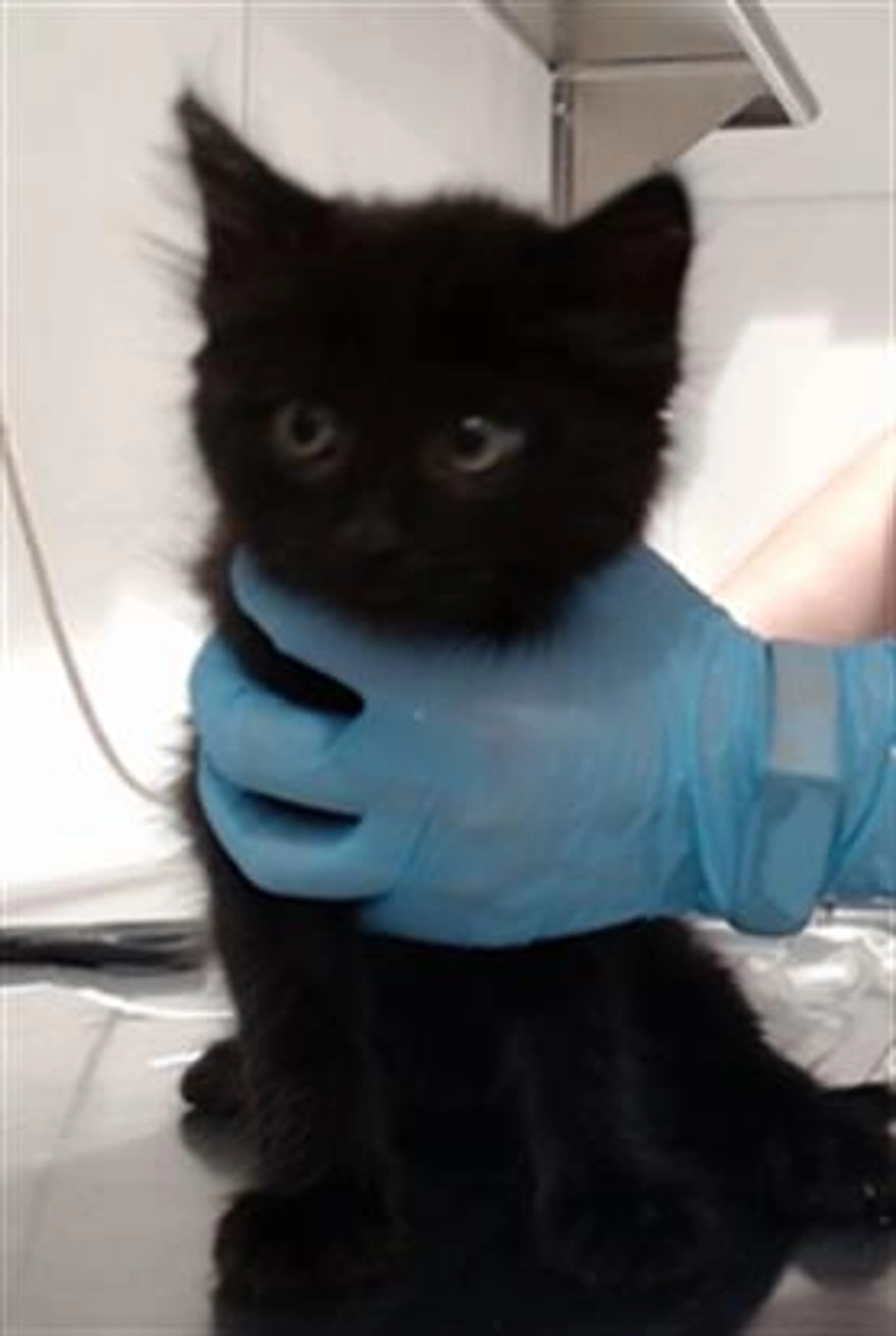 Found pet