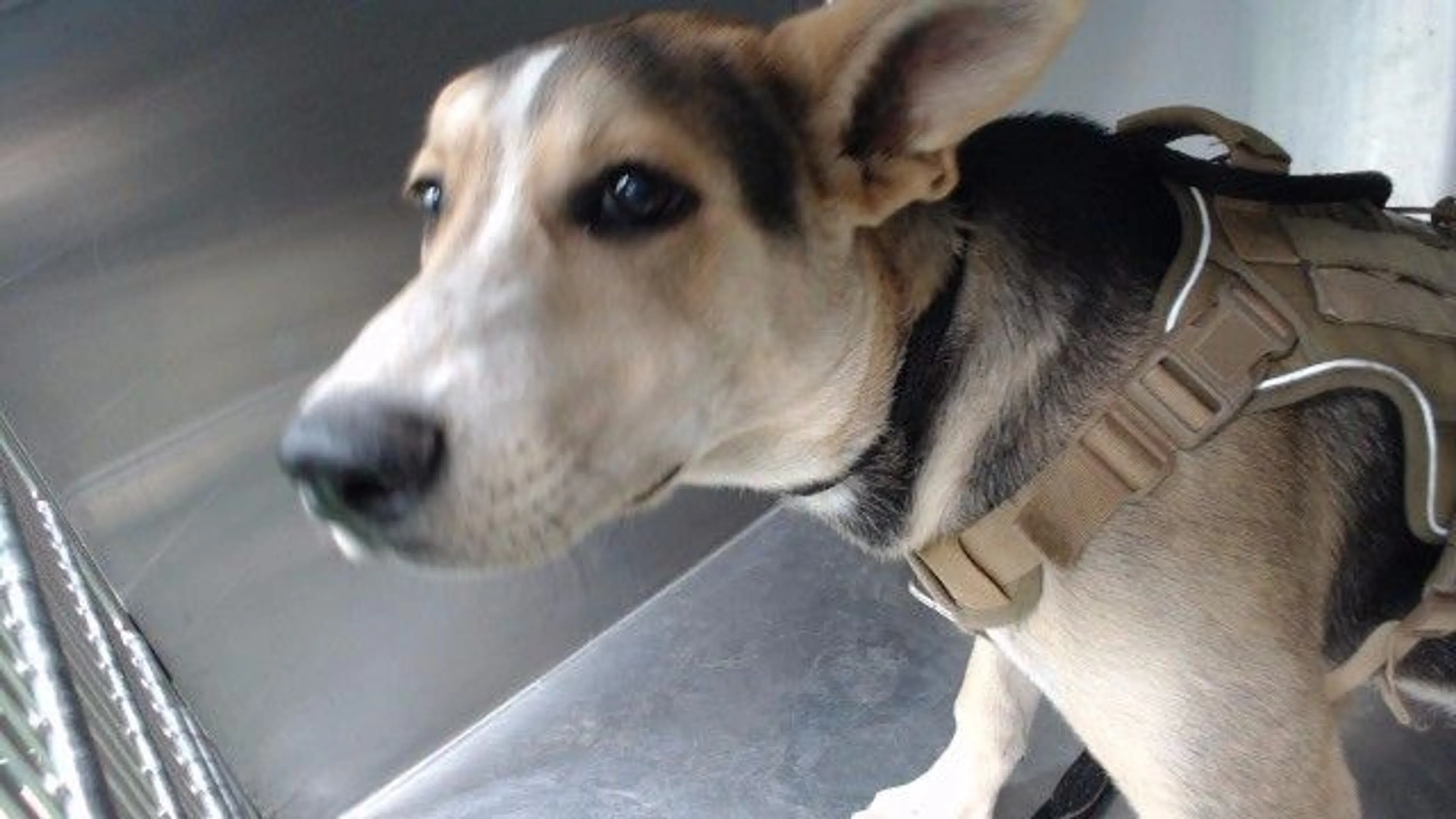 Found pet