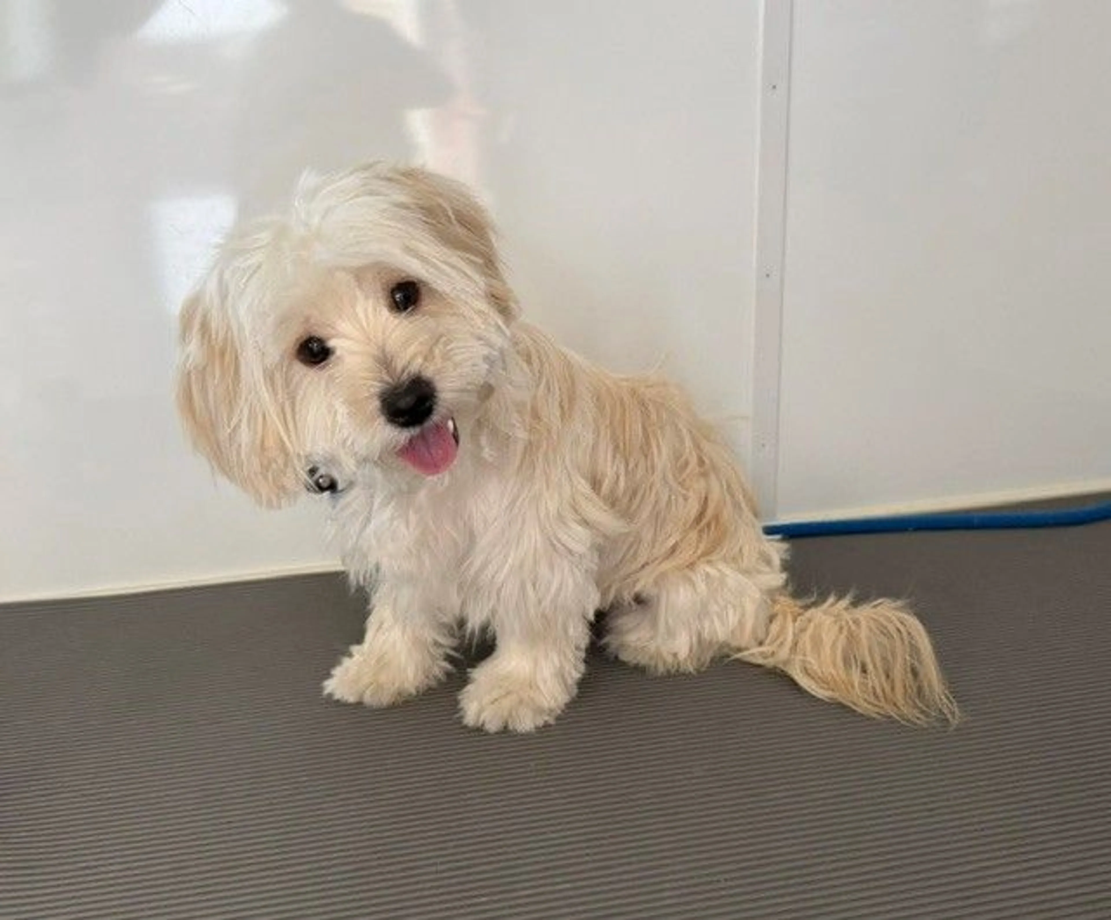 Found pet
