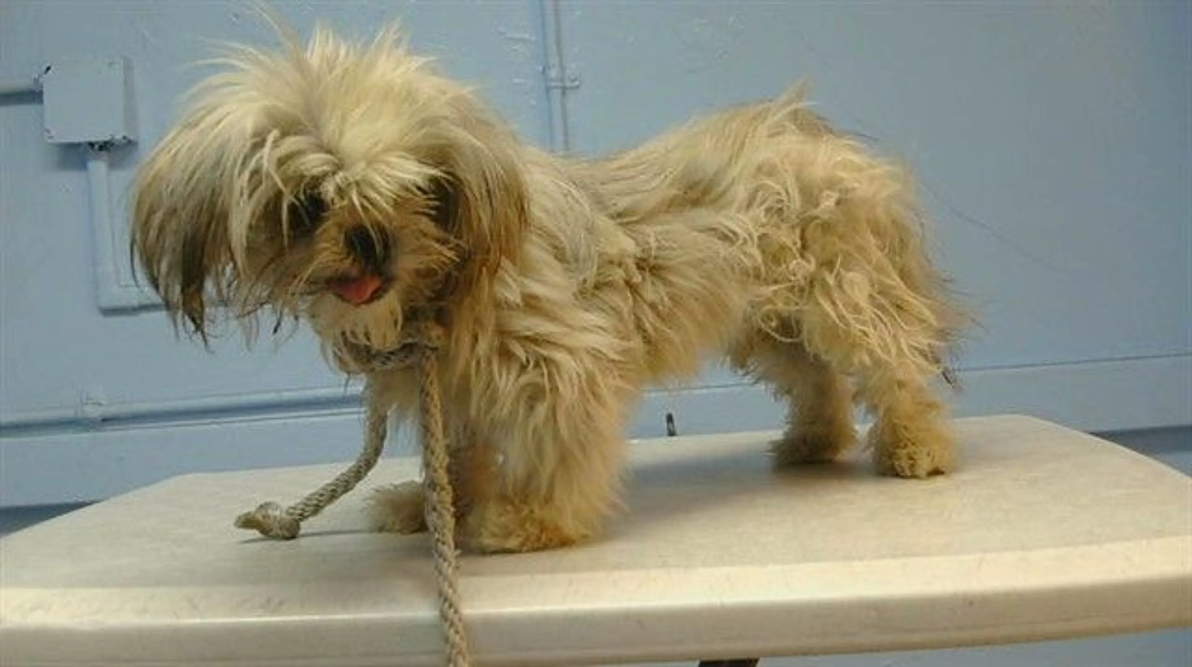 Found pet
