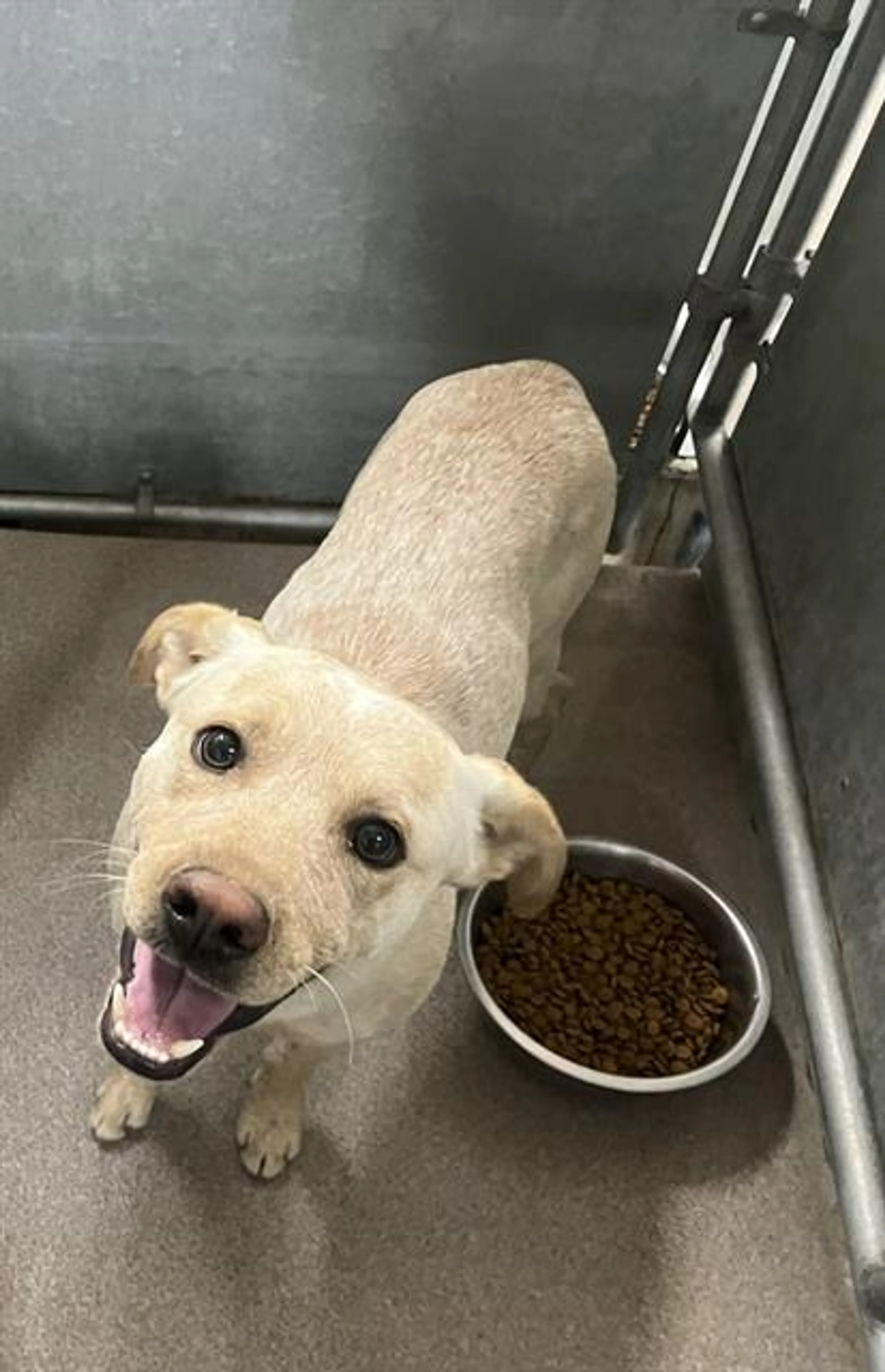 Found pet