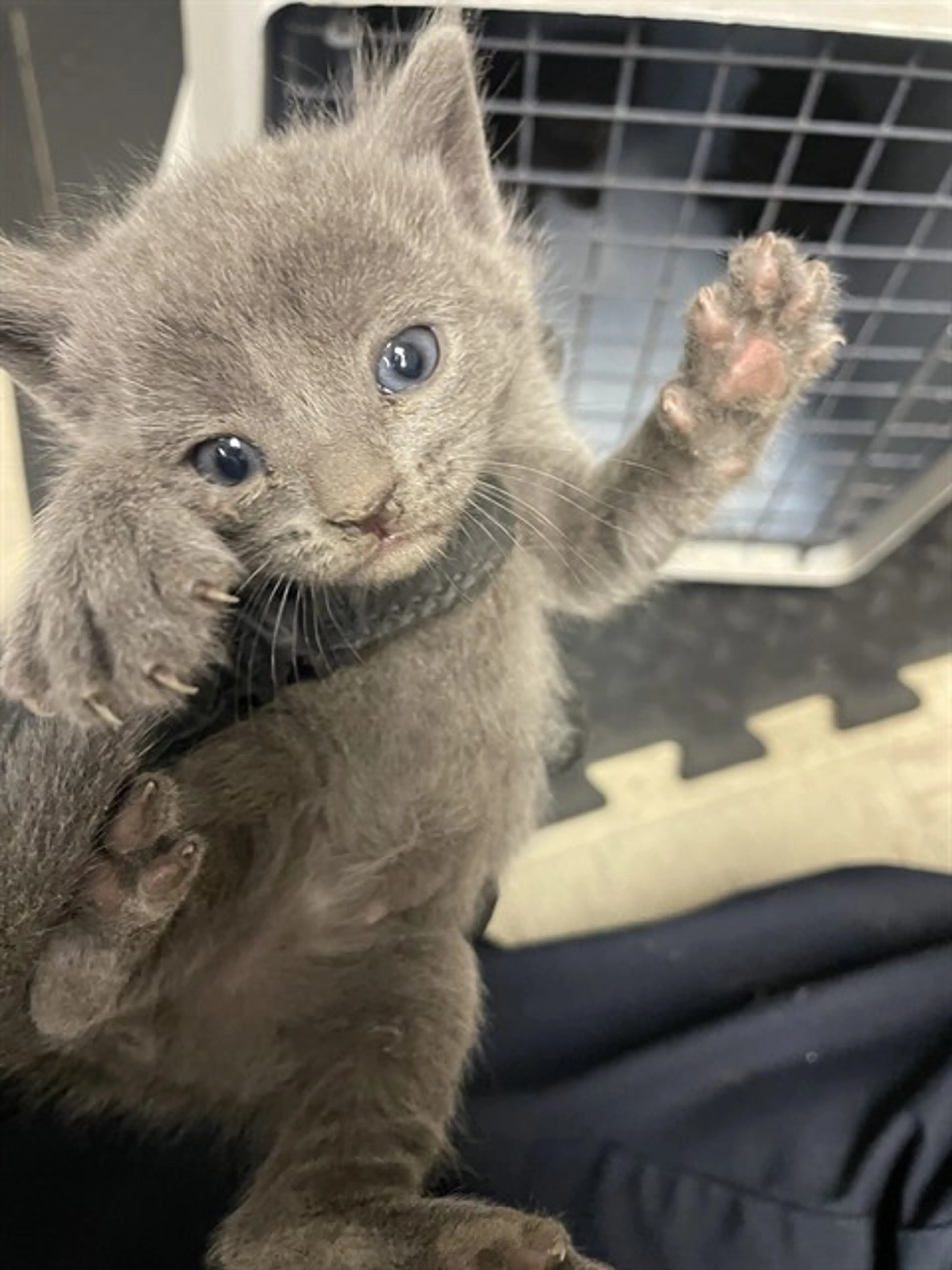 Found pet