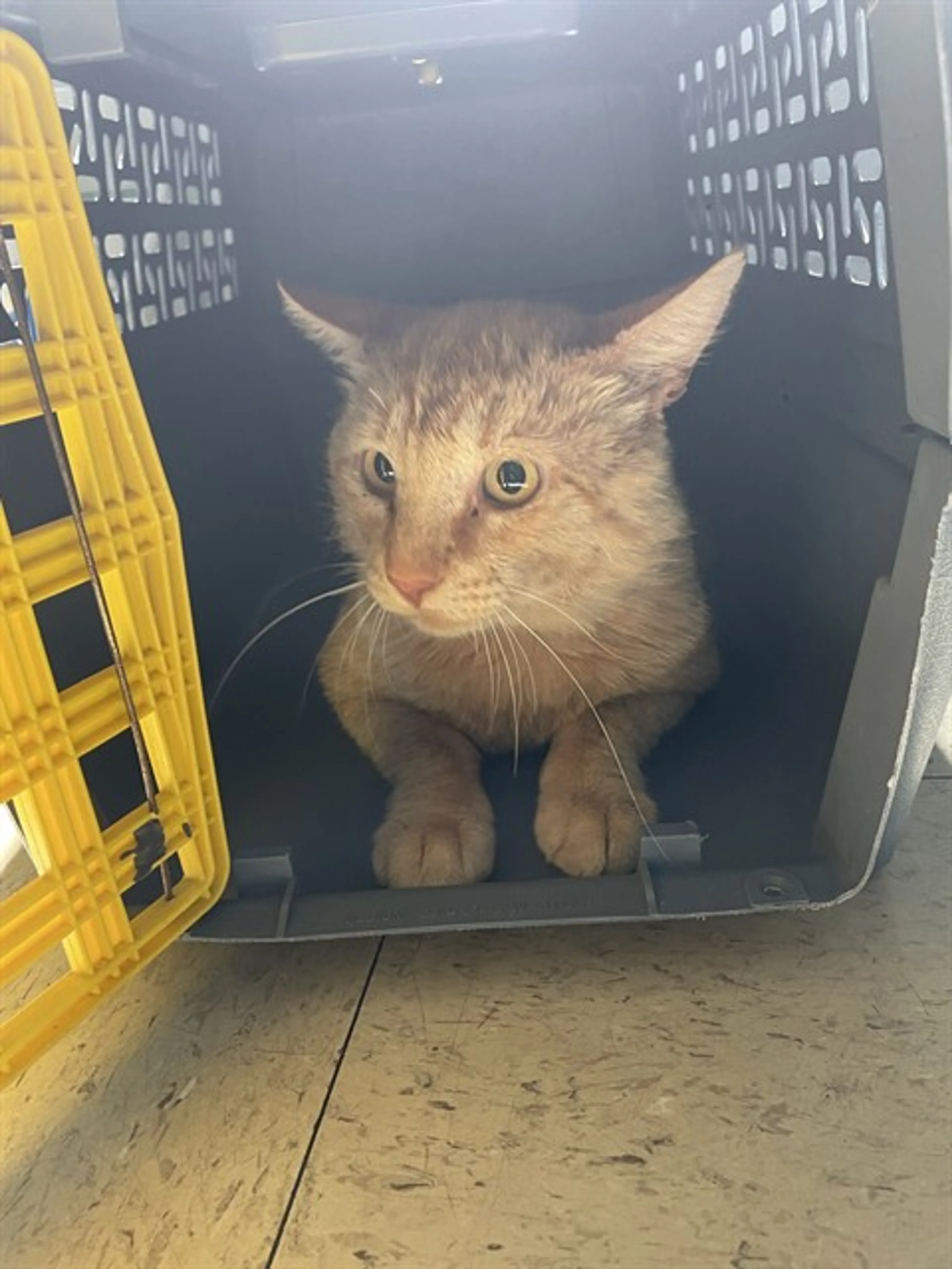 Found pet