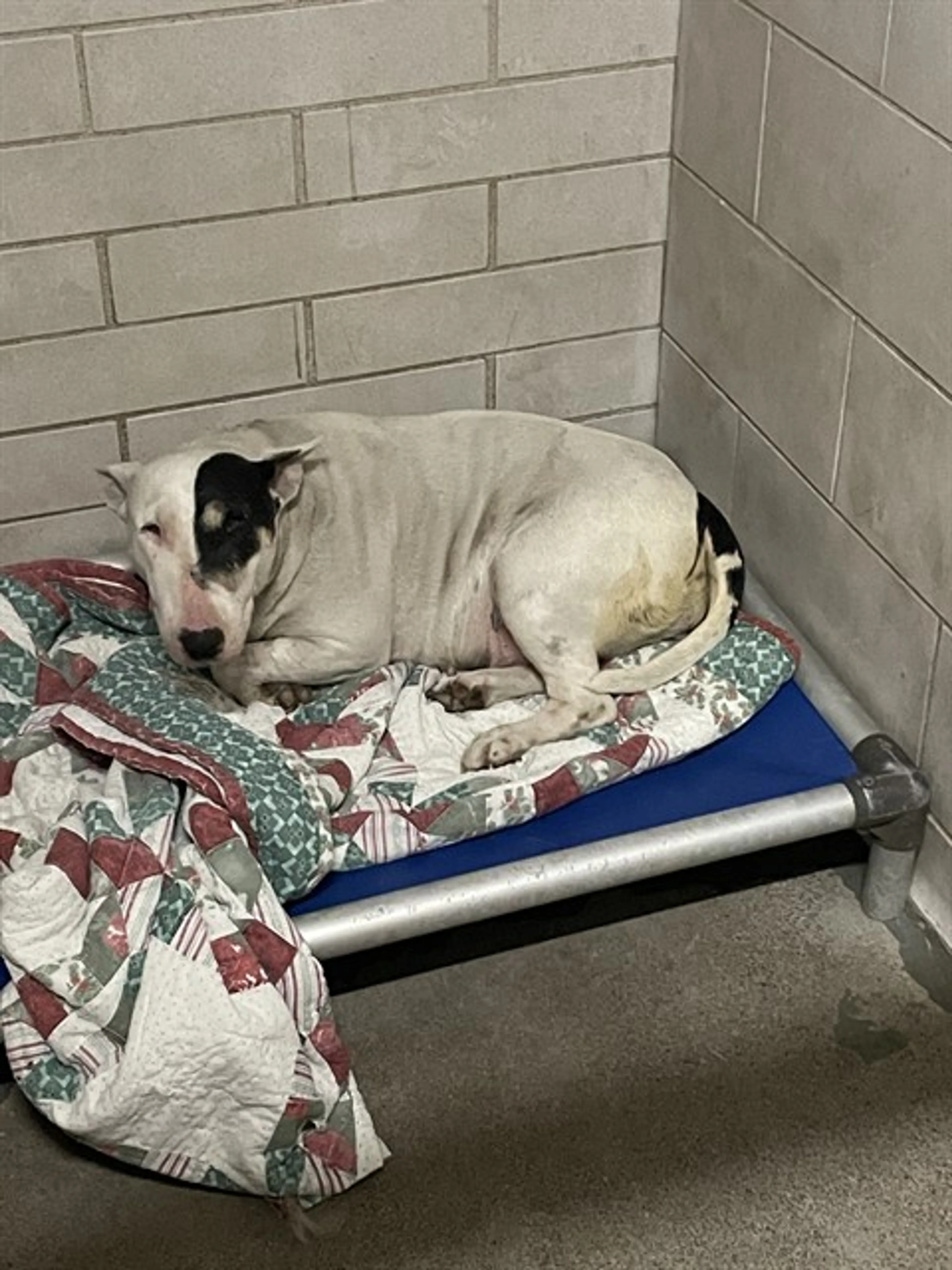 Found pet