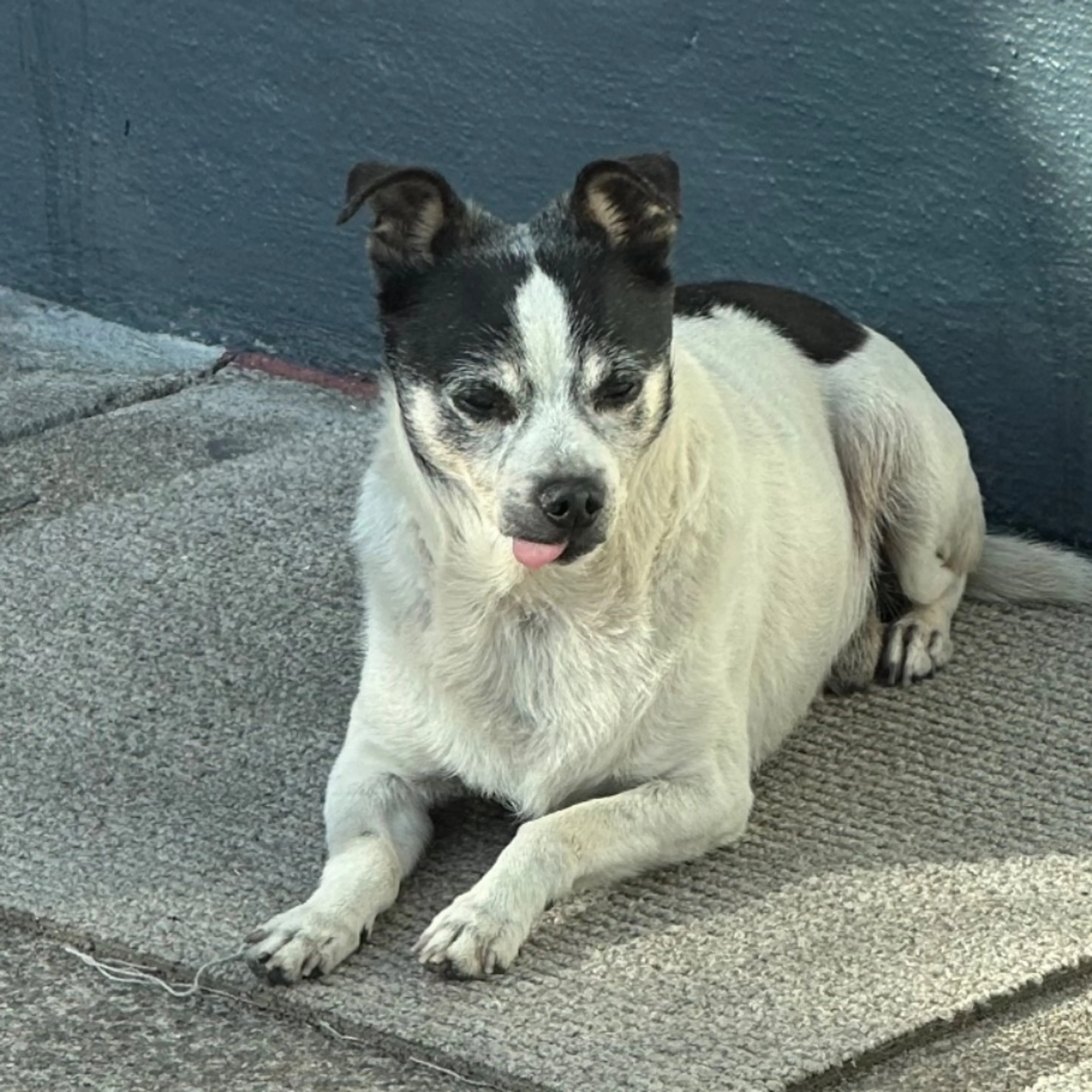 Lost pet