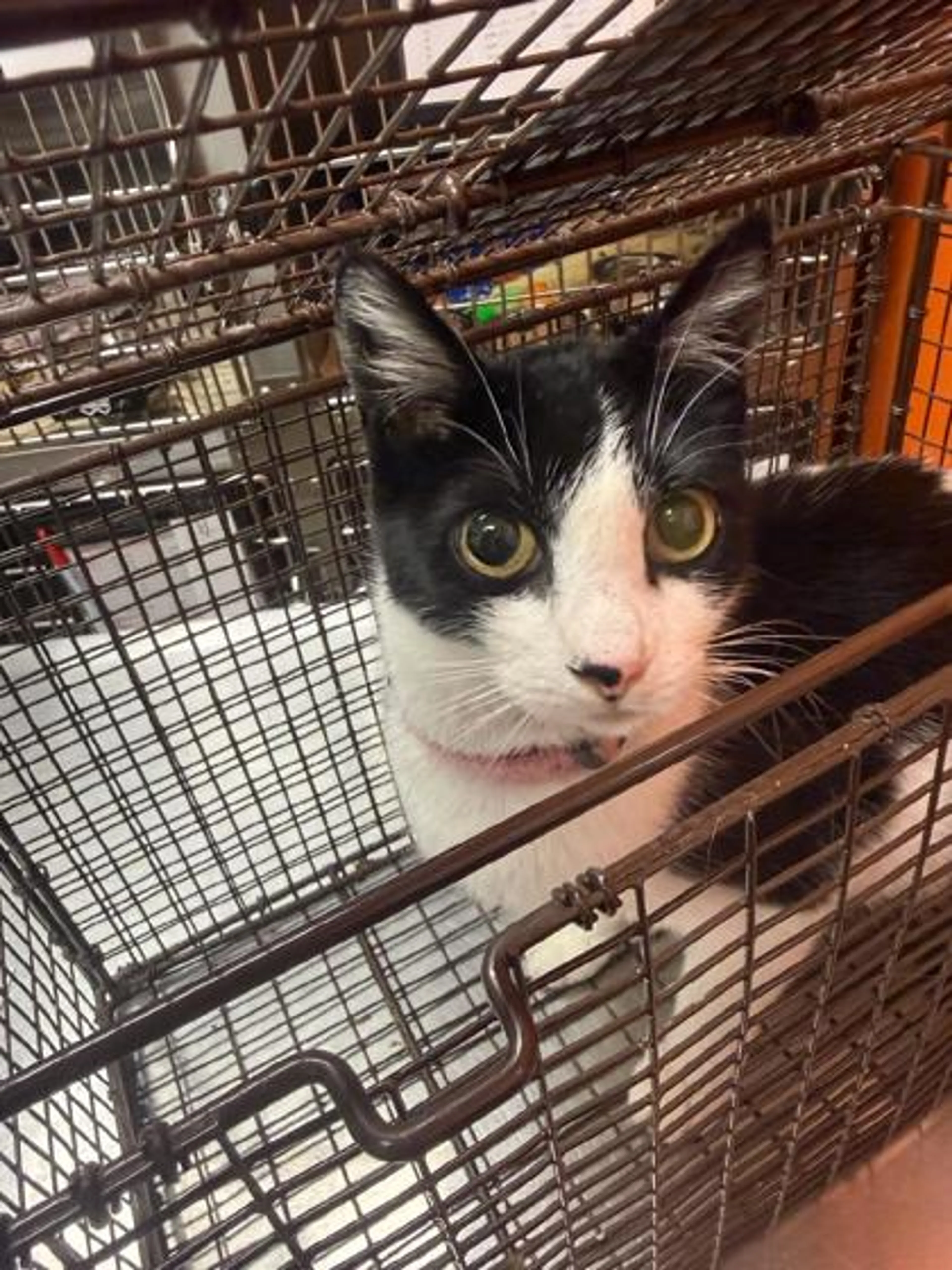 Found pet