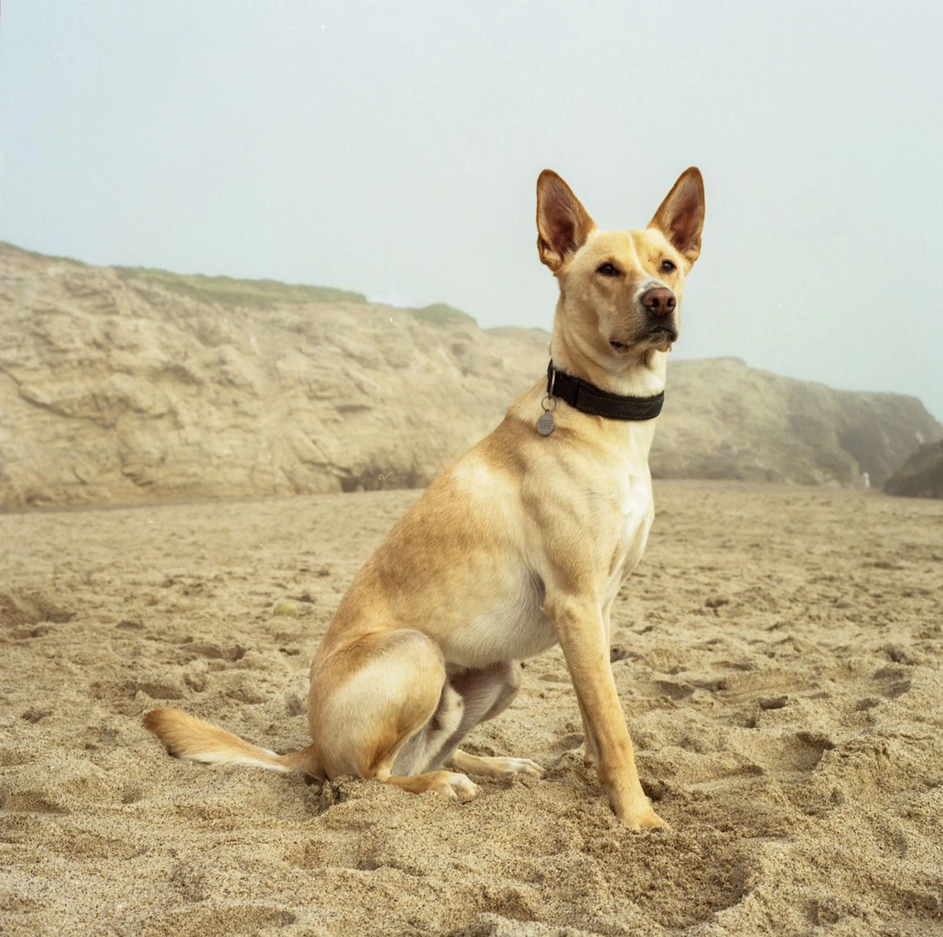 Lost pet-1