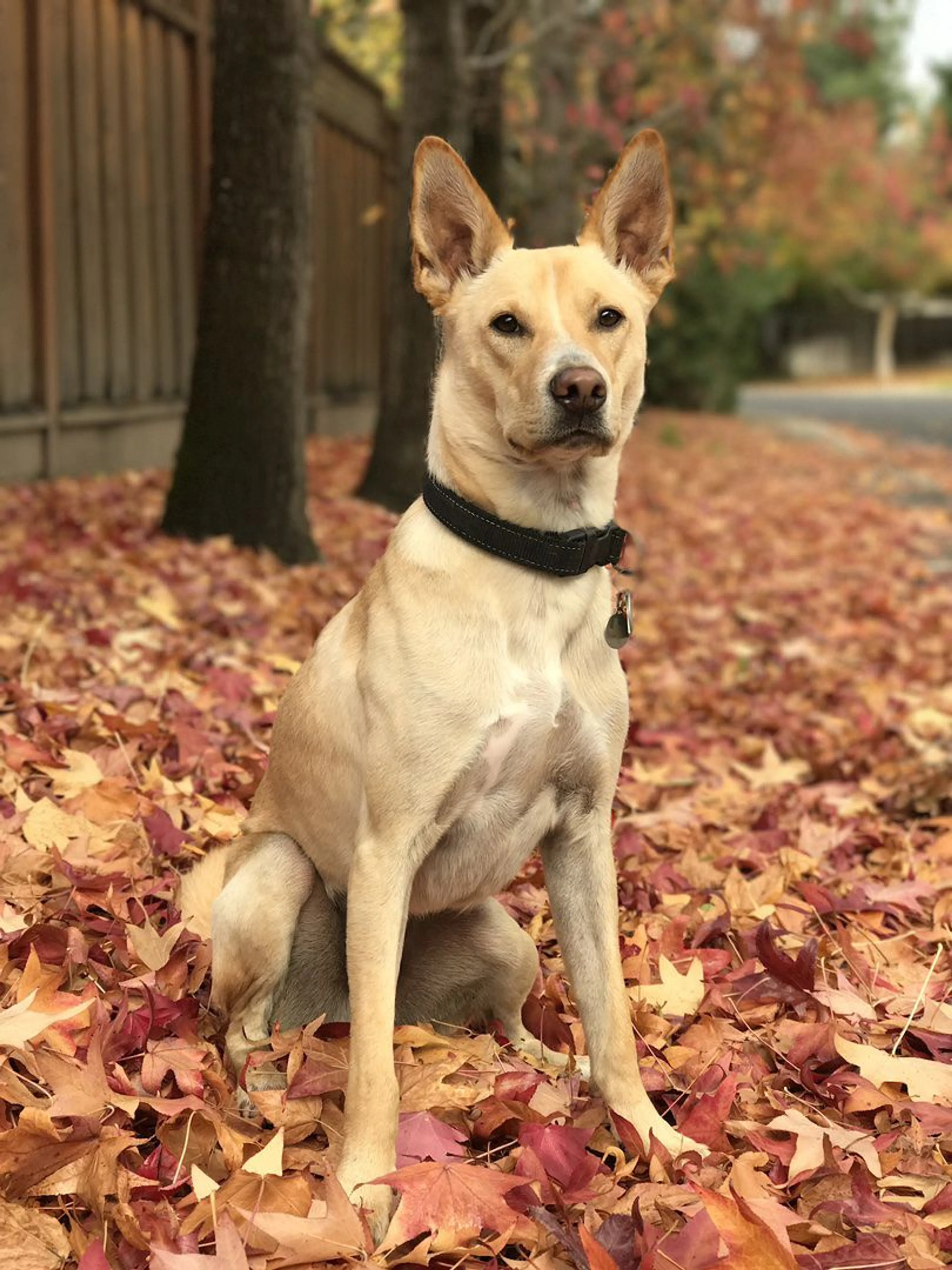 Lost pet-2
