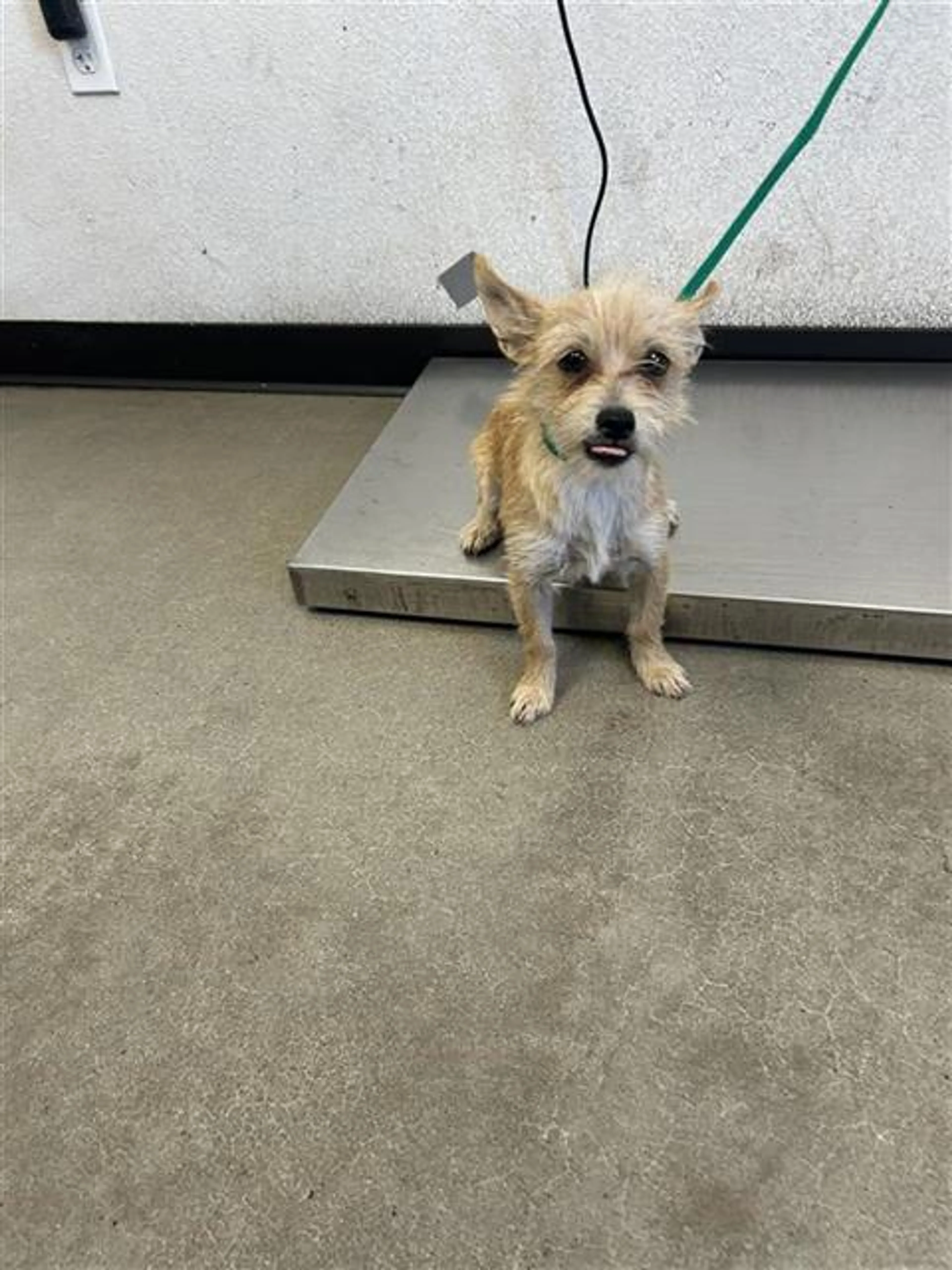 Found pet