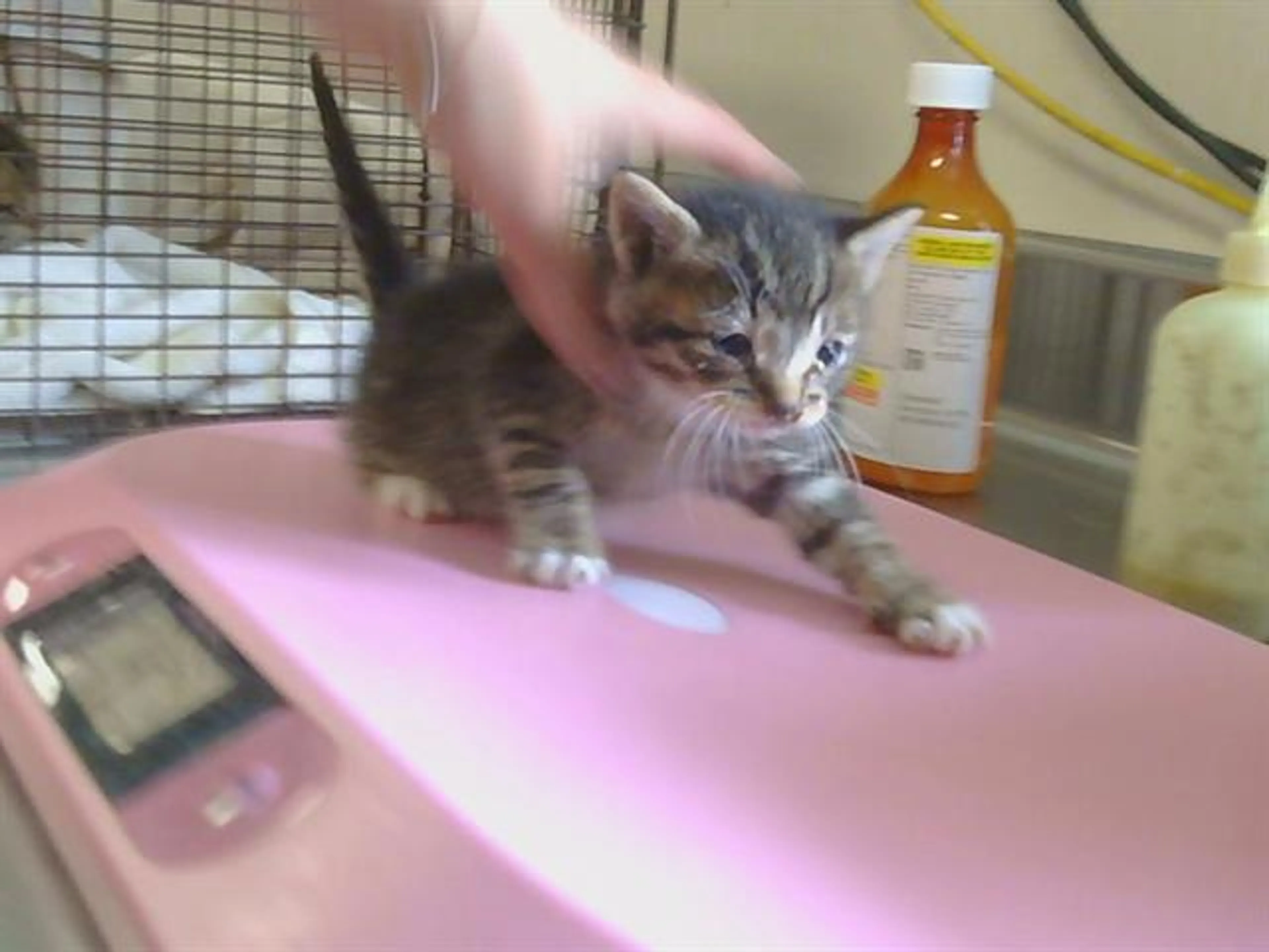 Found pet