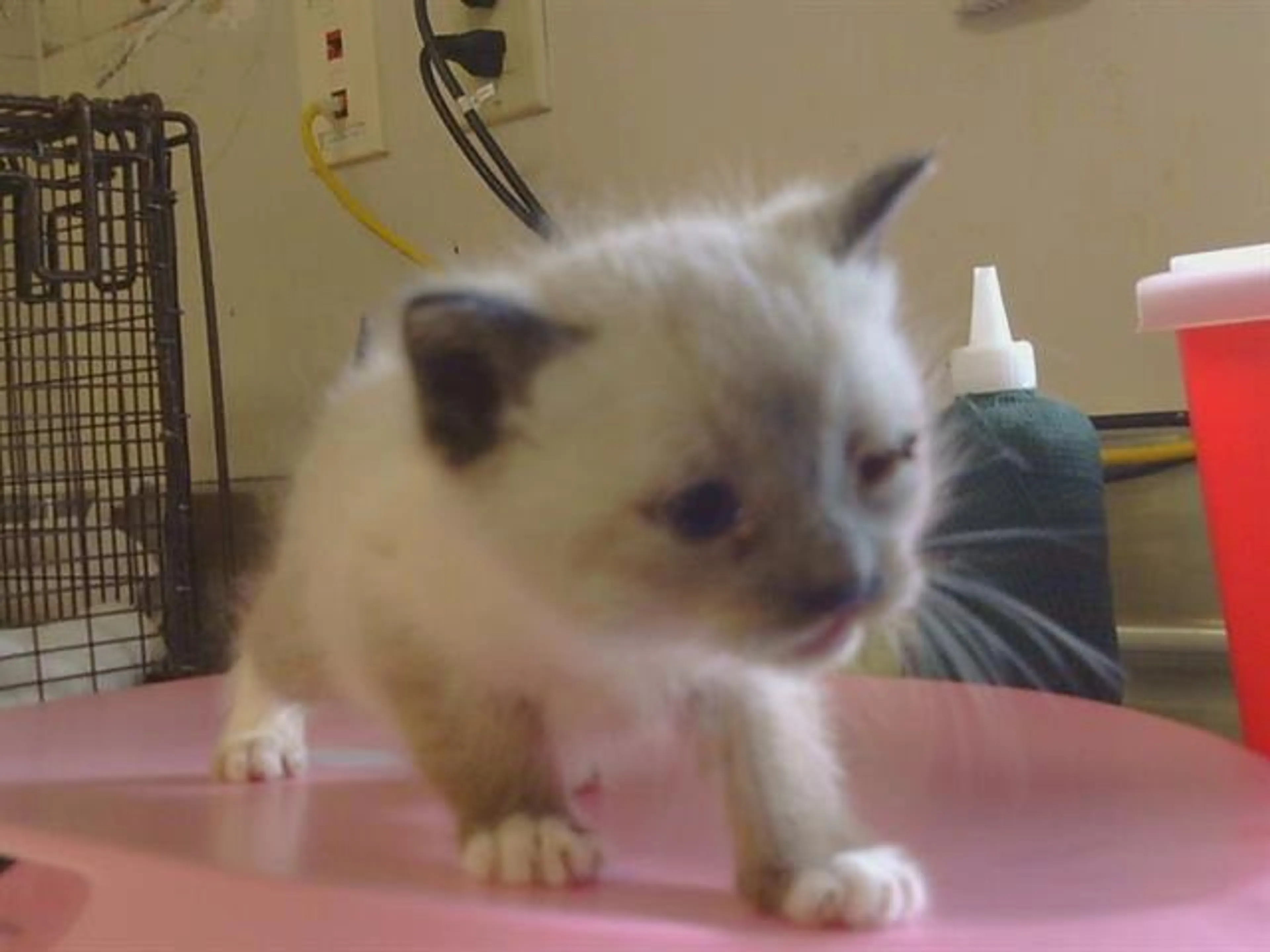 Found pet