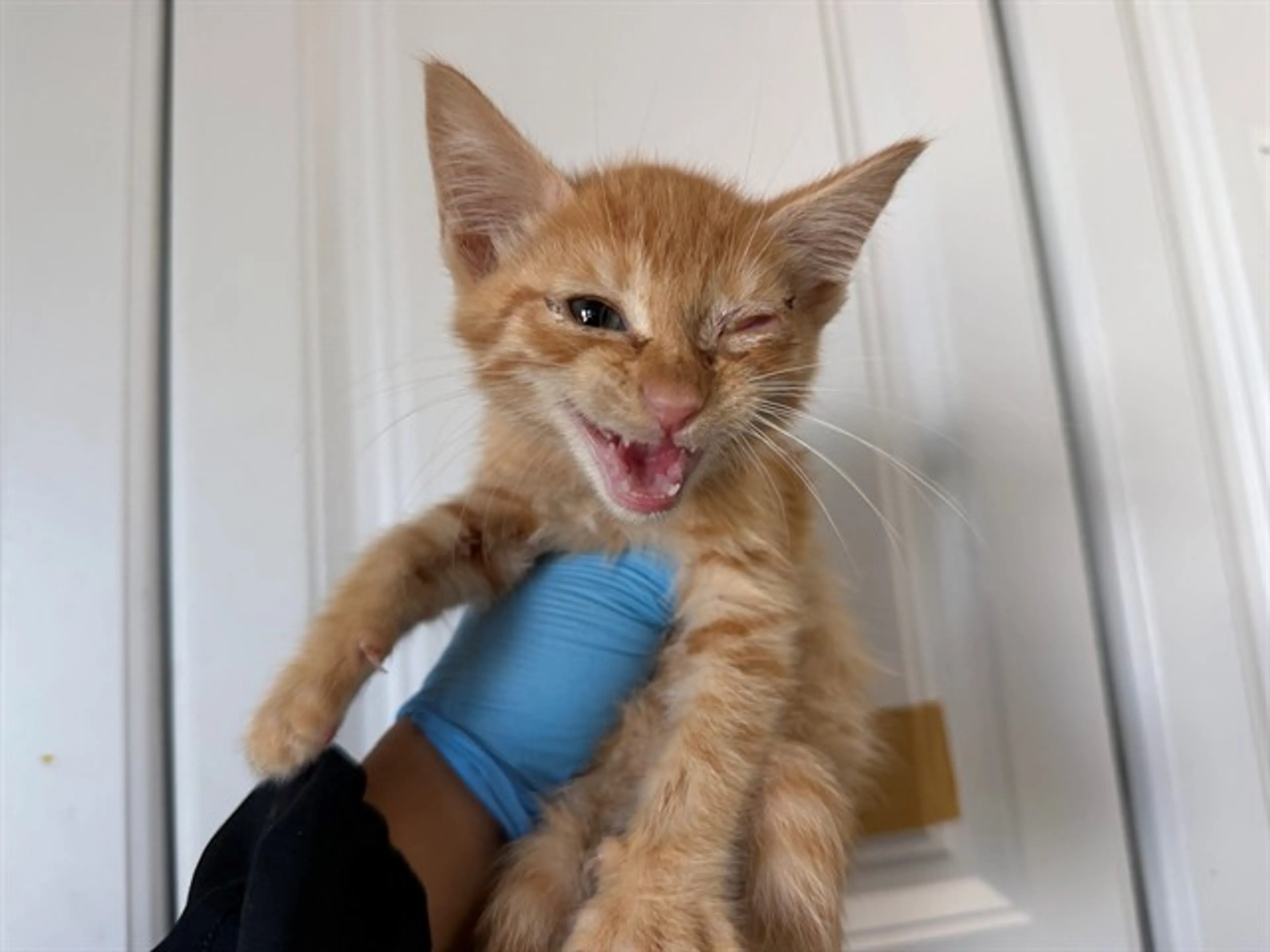 Found pet