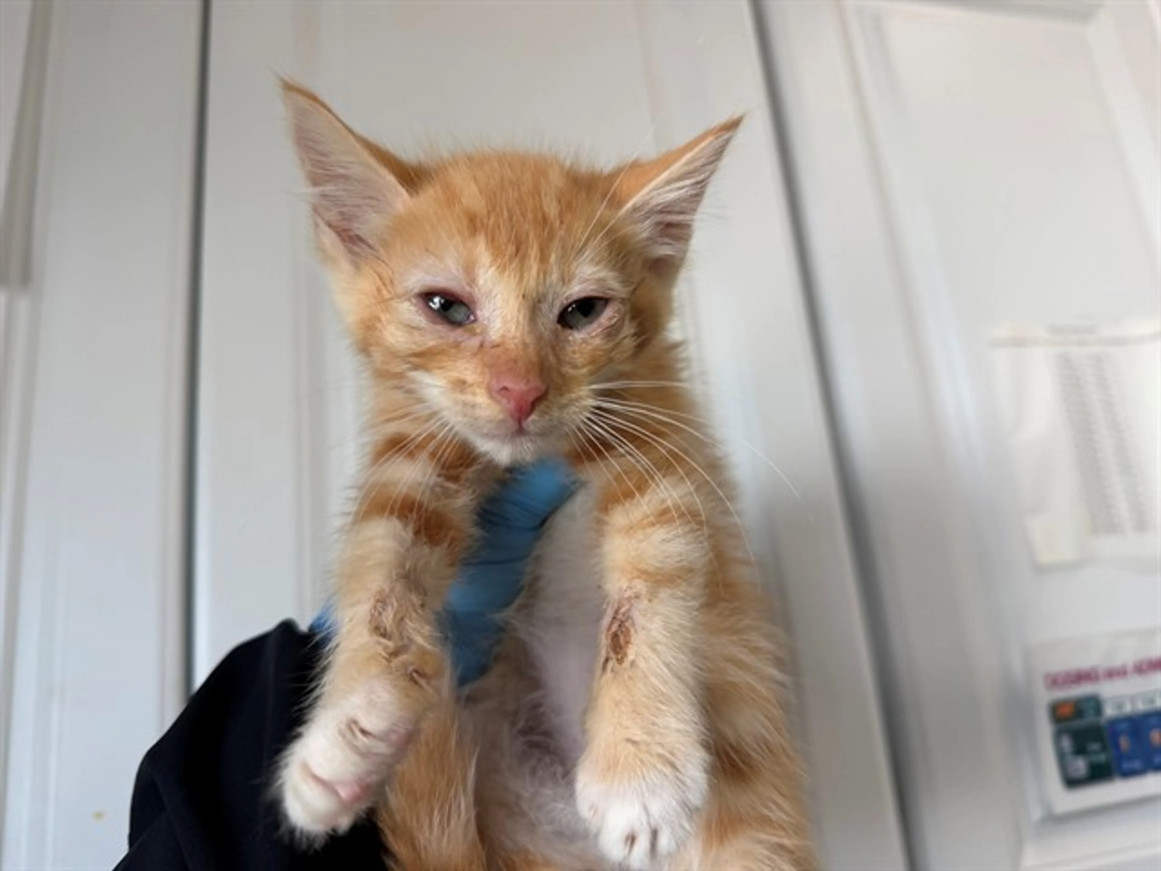 Found pet