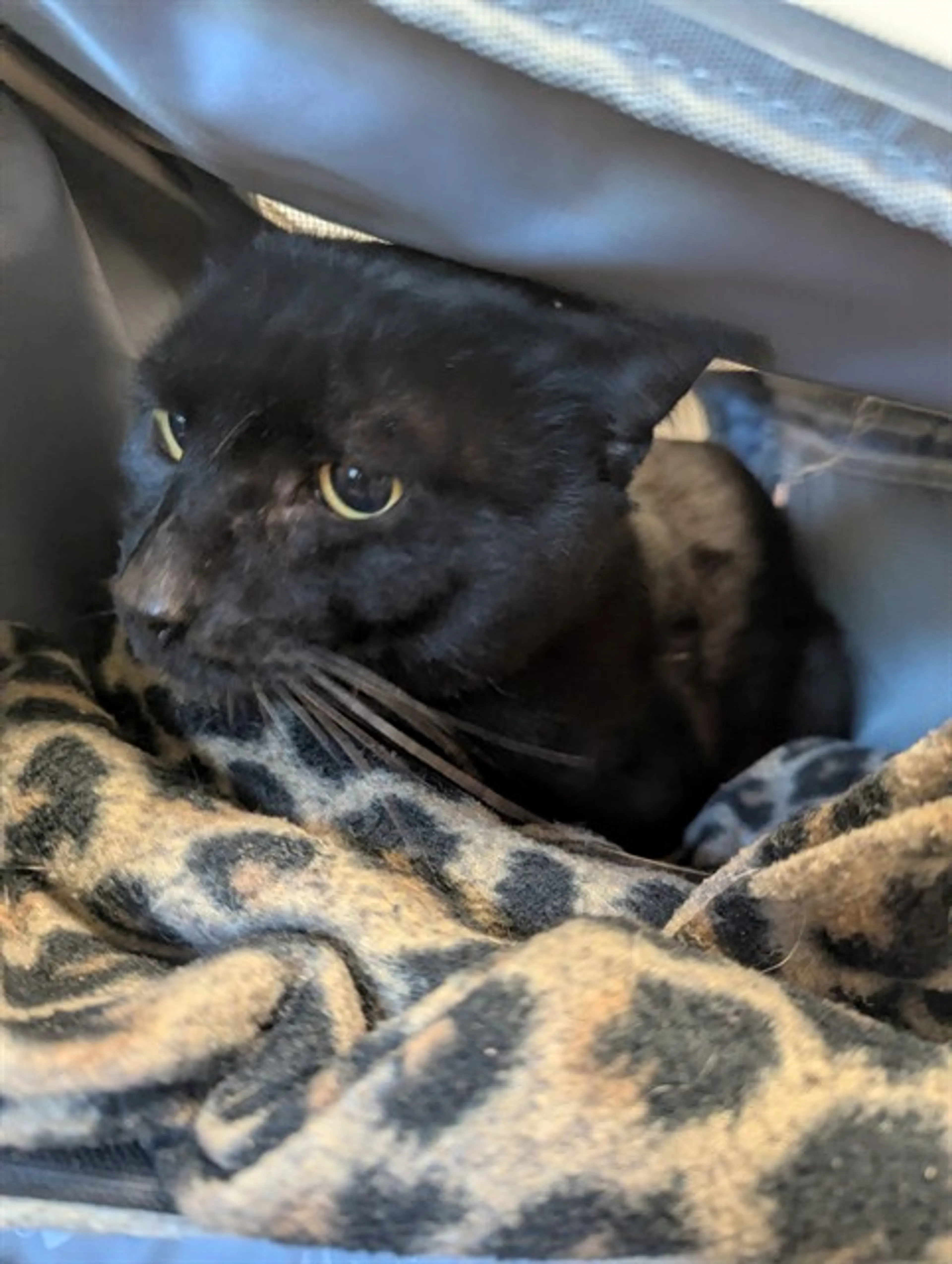 Found pet