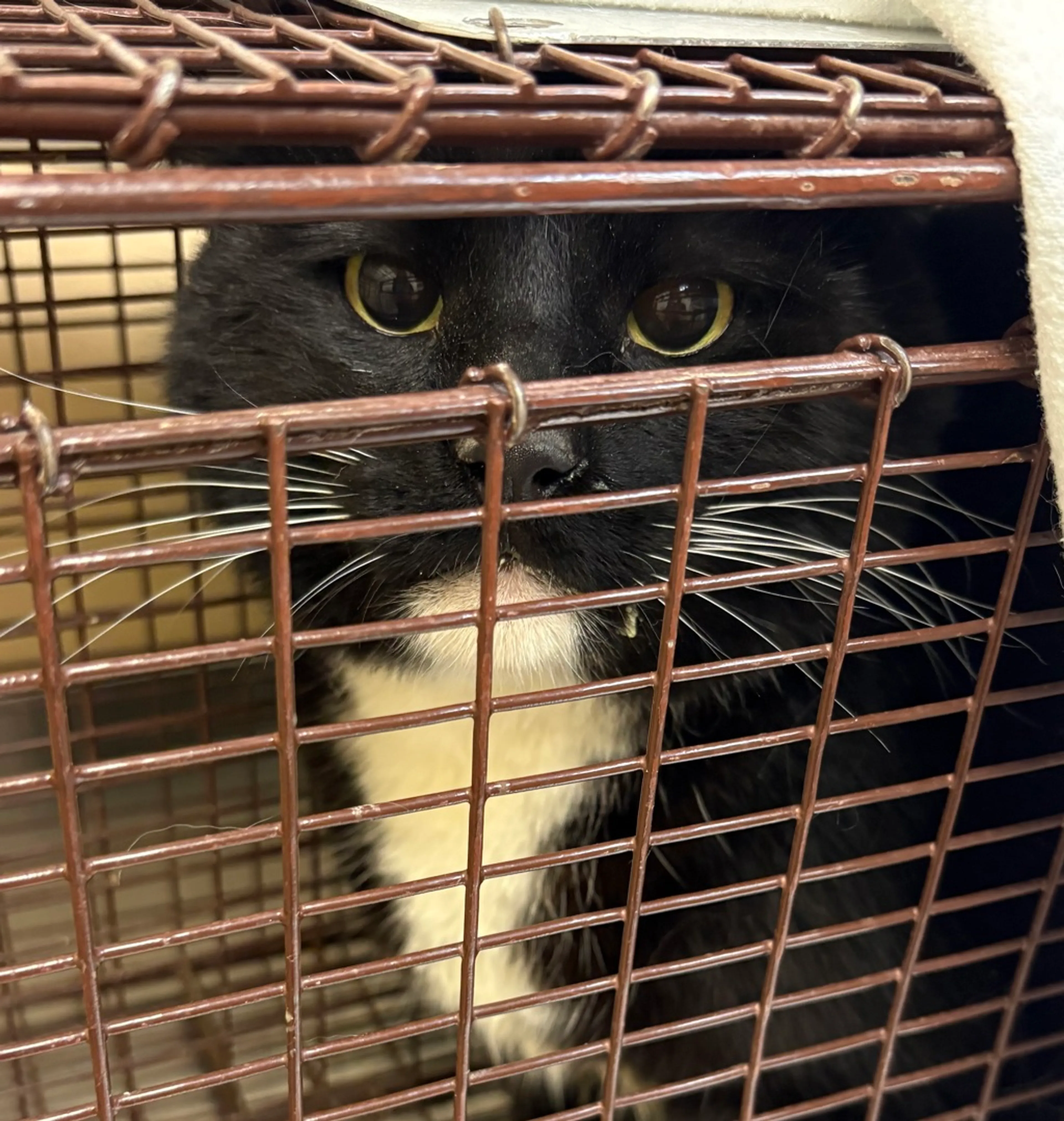 Found pet