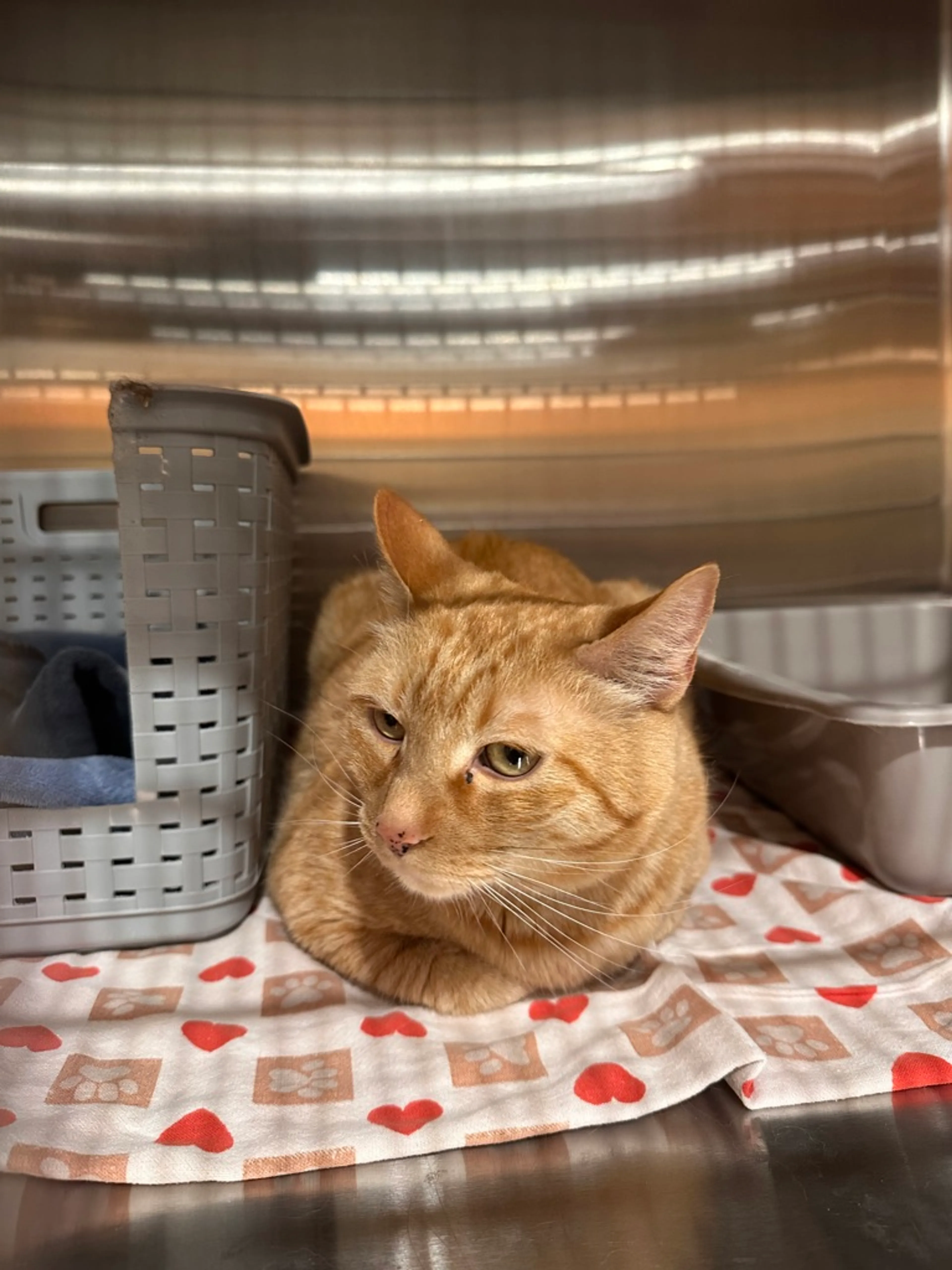 Found pet