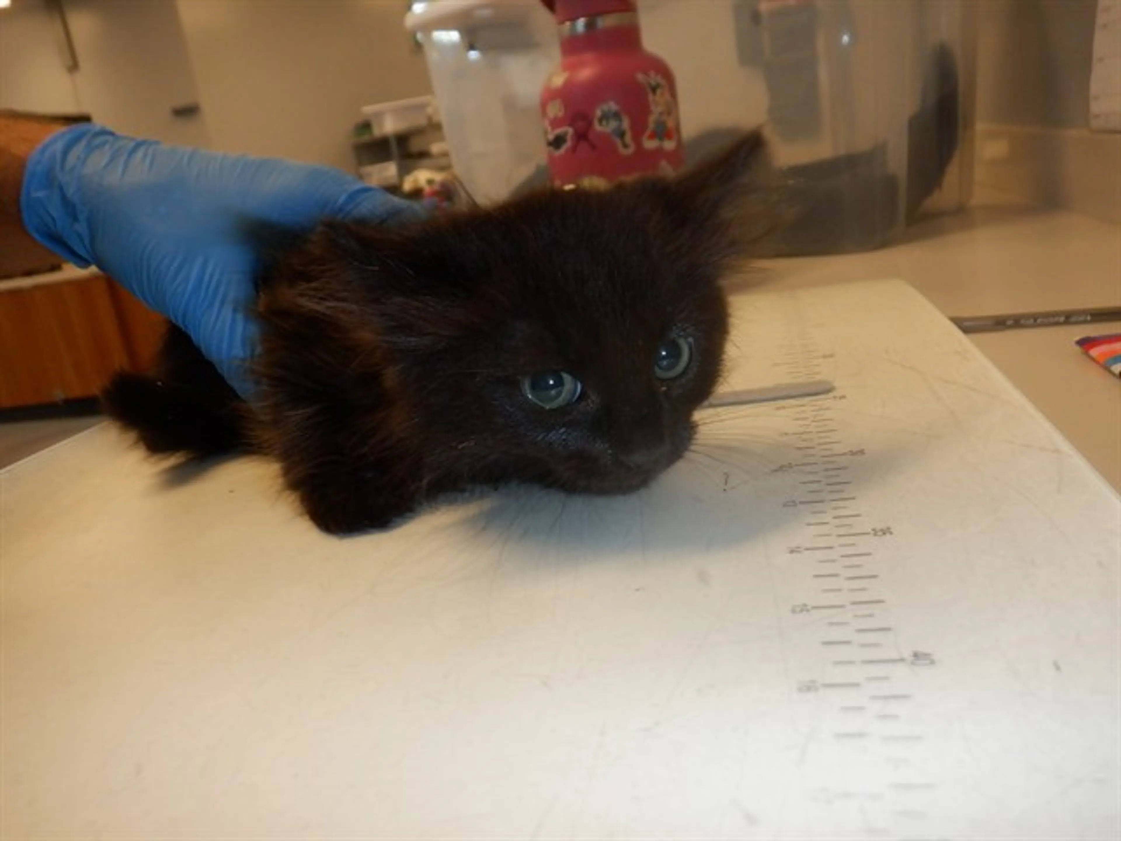 Found pet