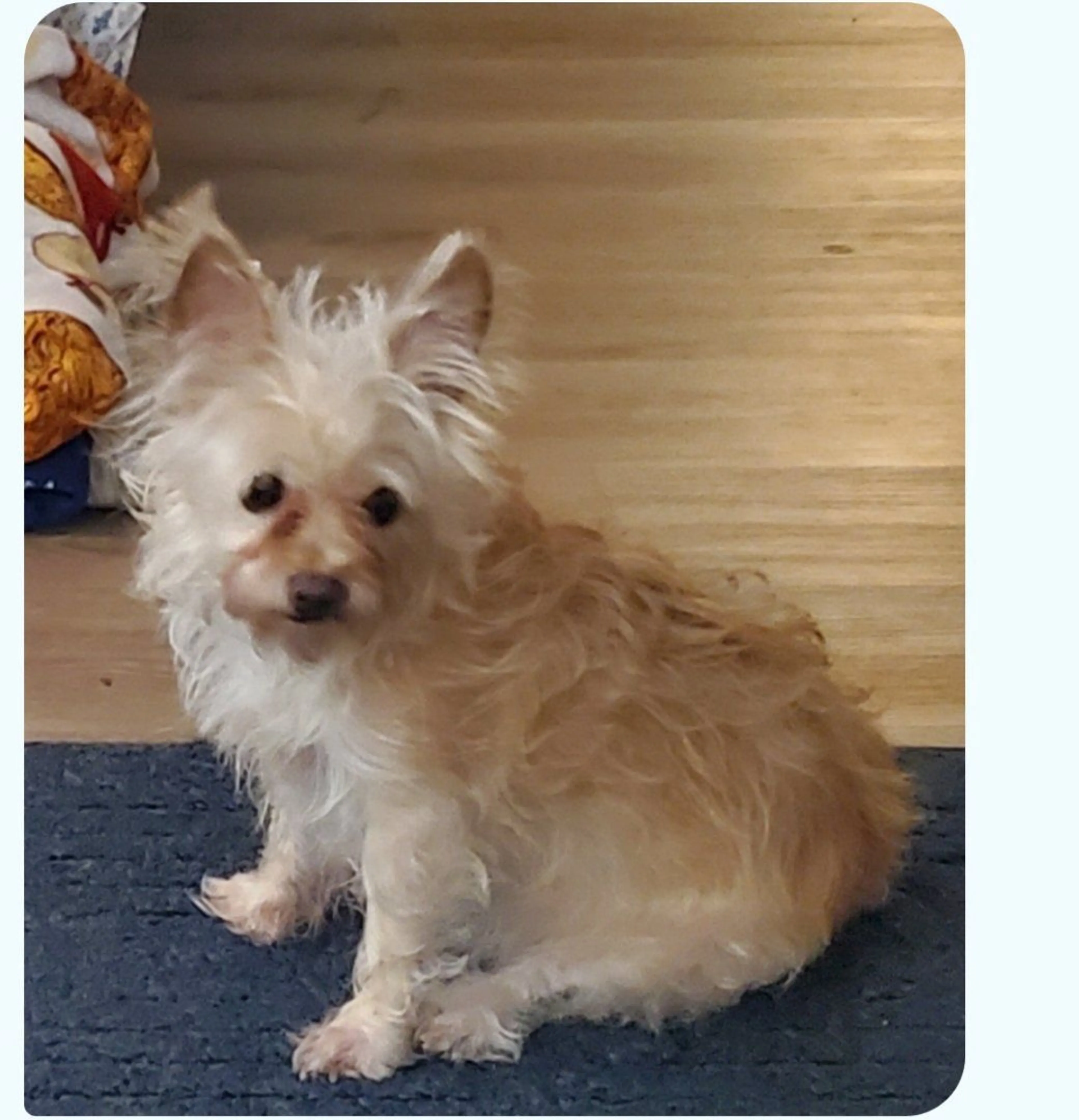Lost pet