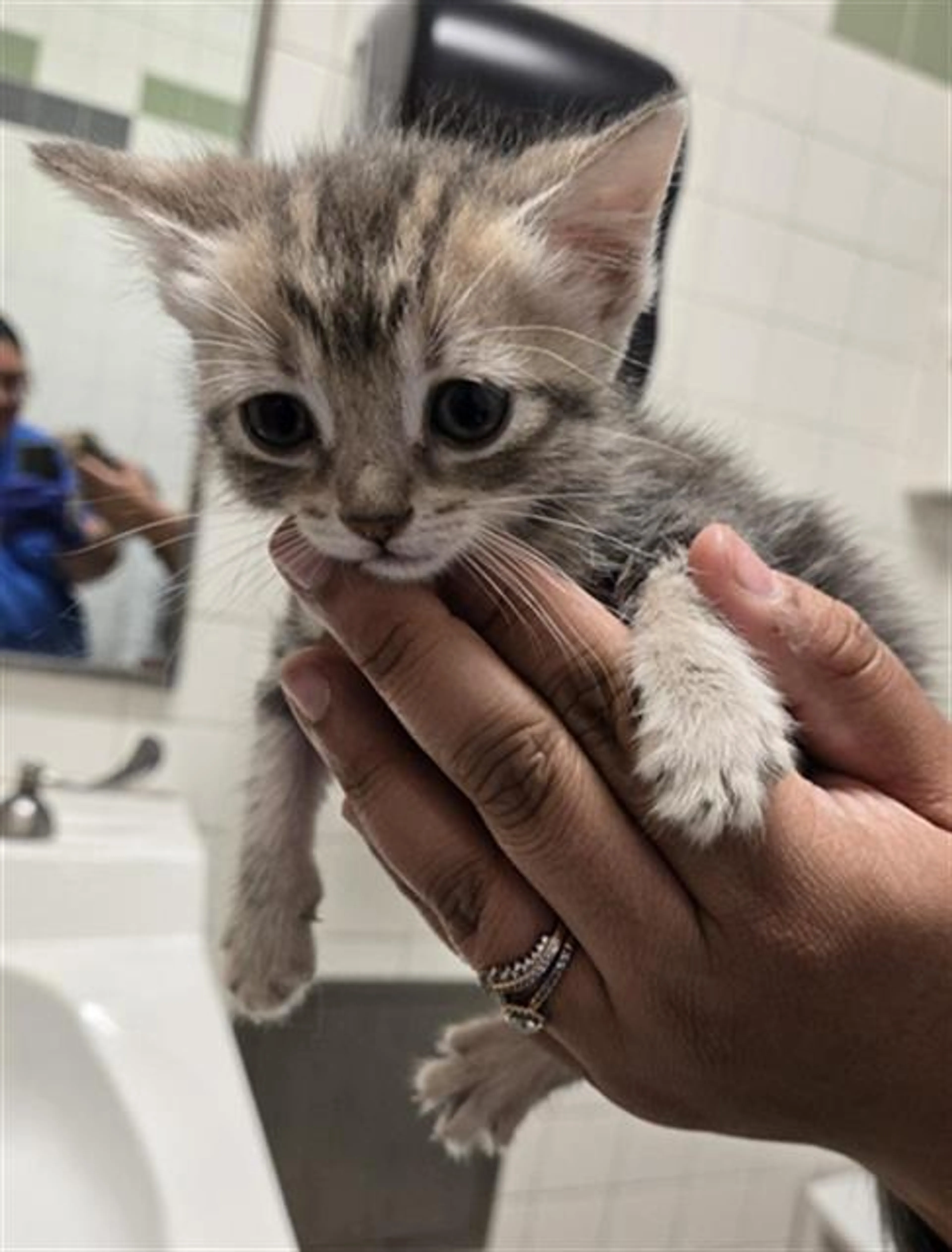 Found pet