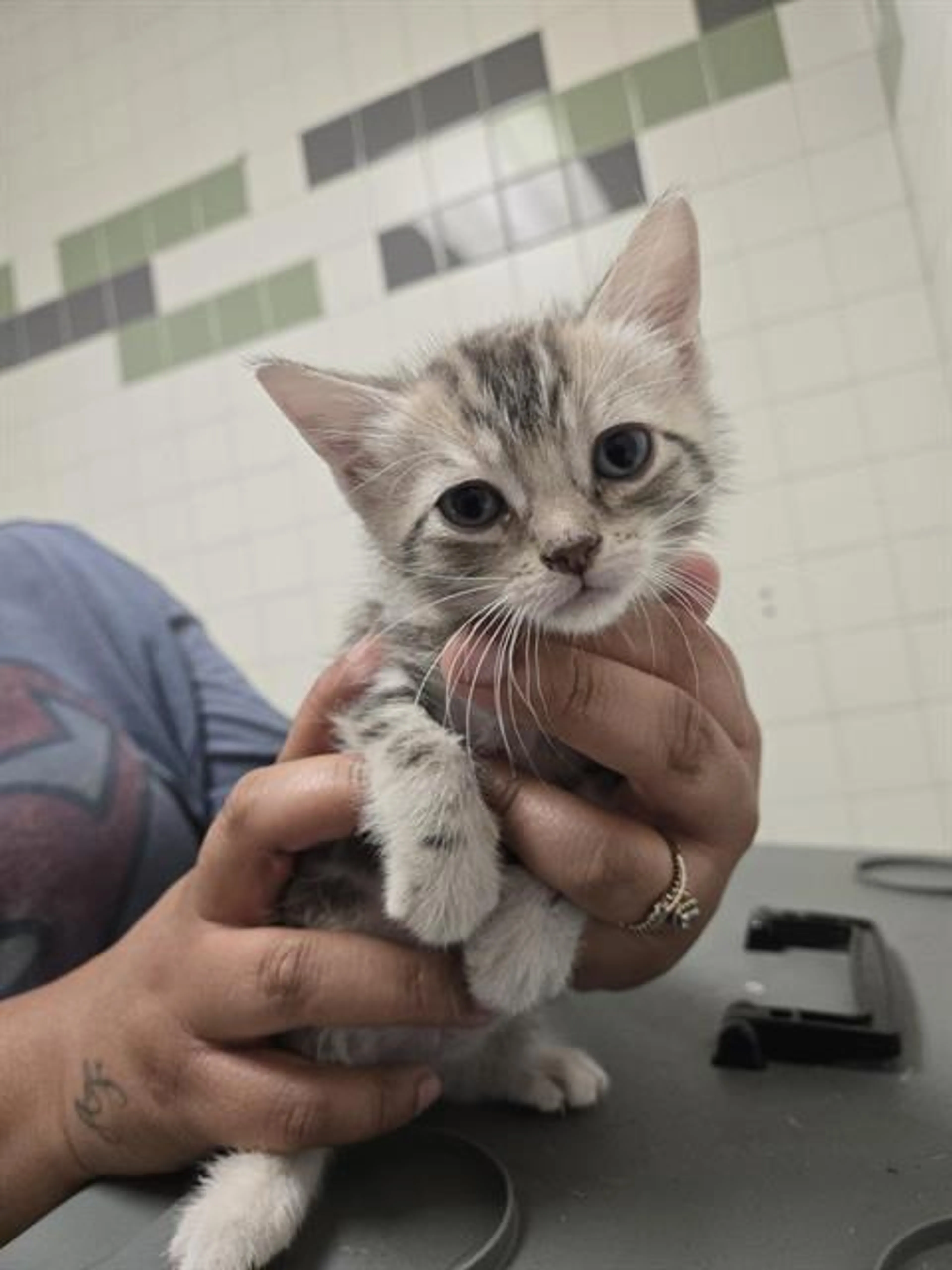 Found pet