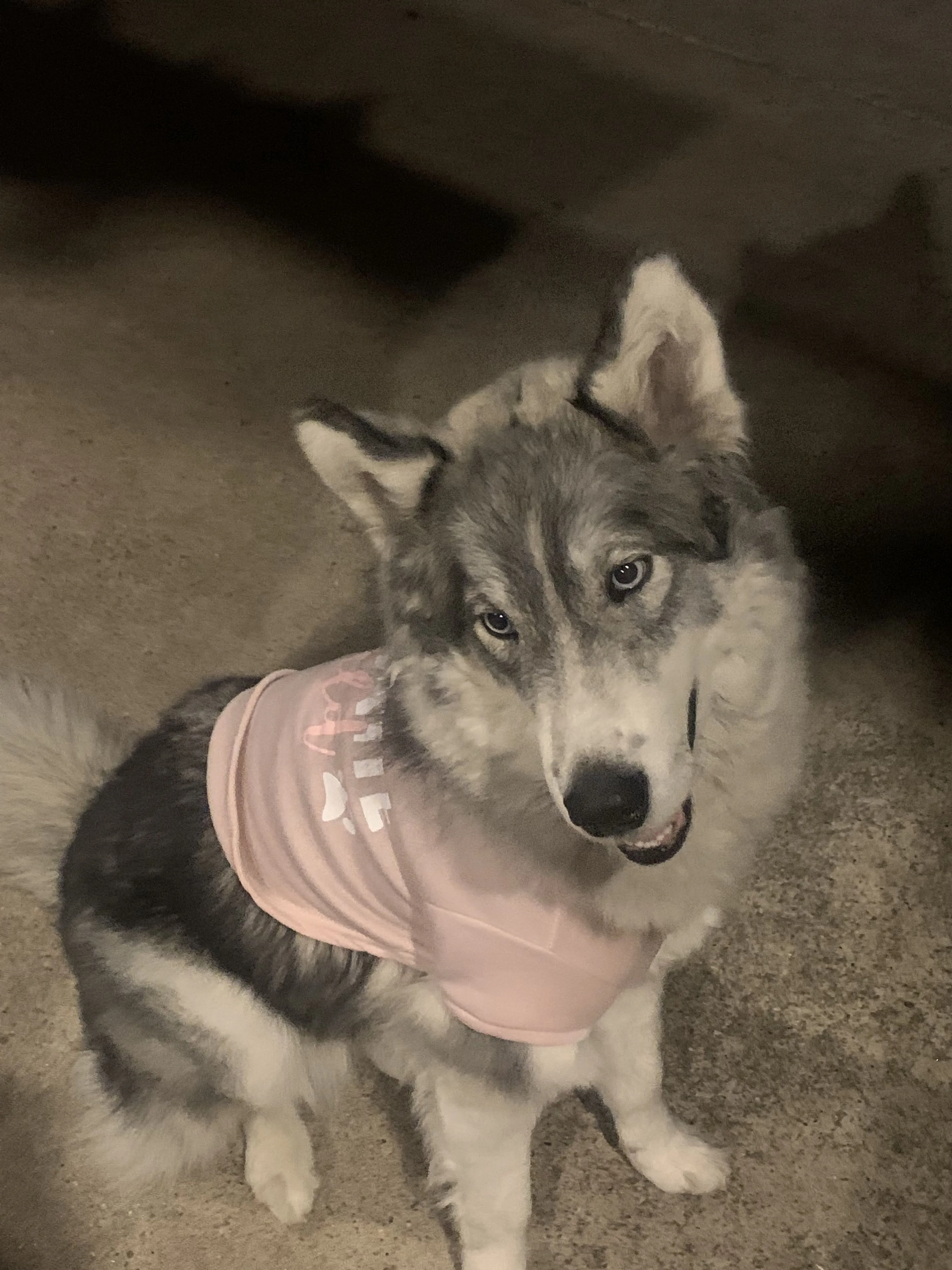Lost pet