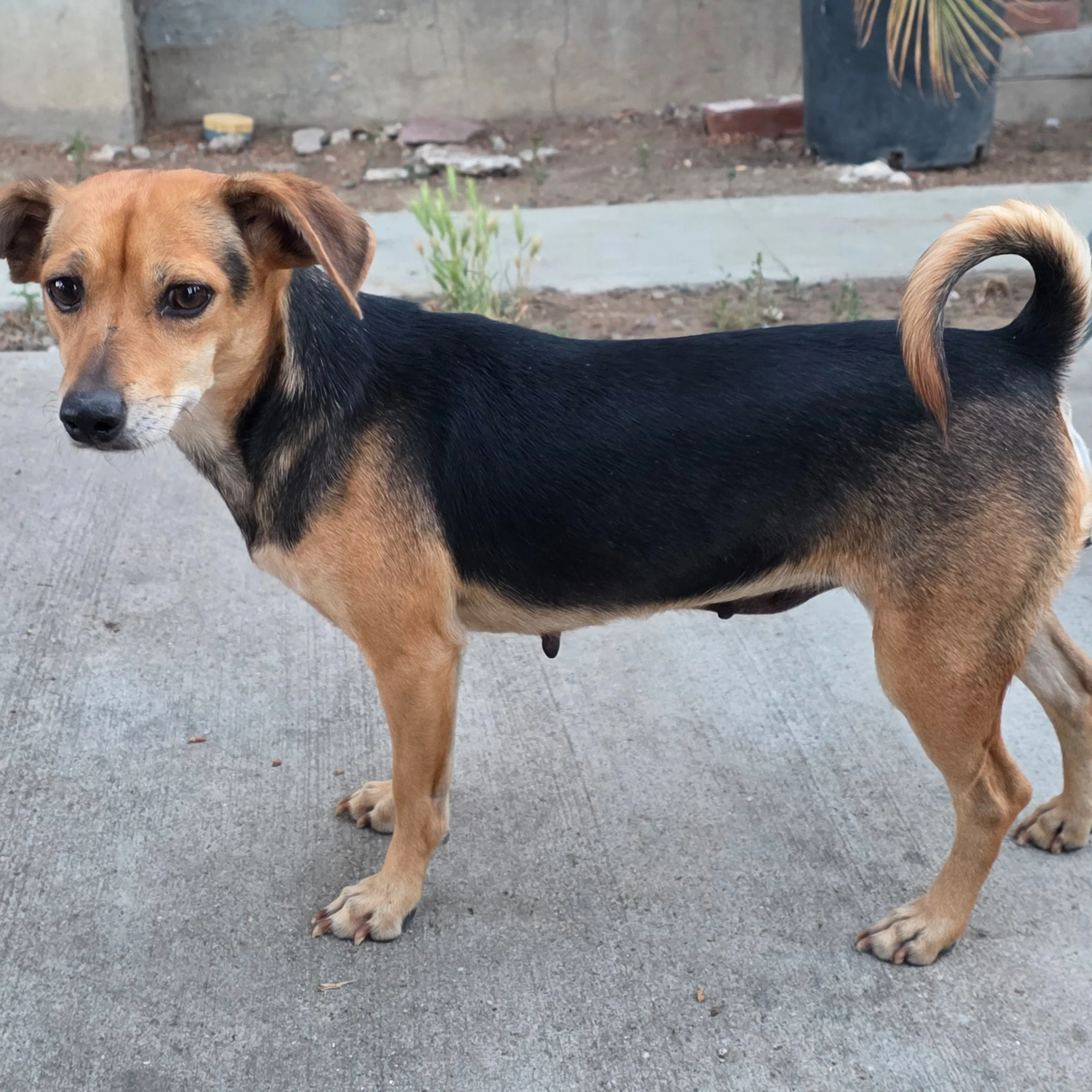 Found pet-1
