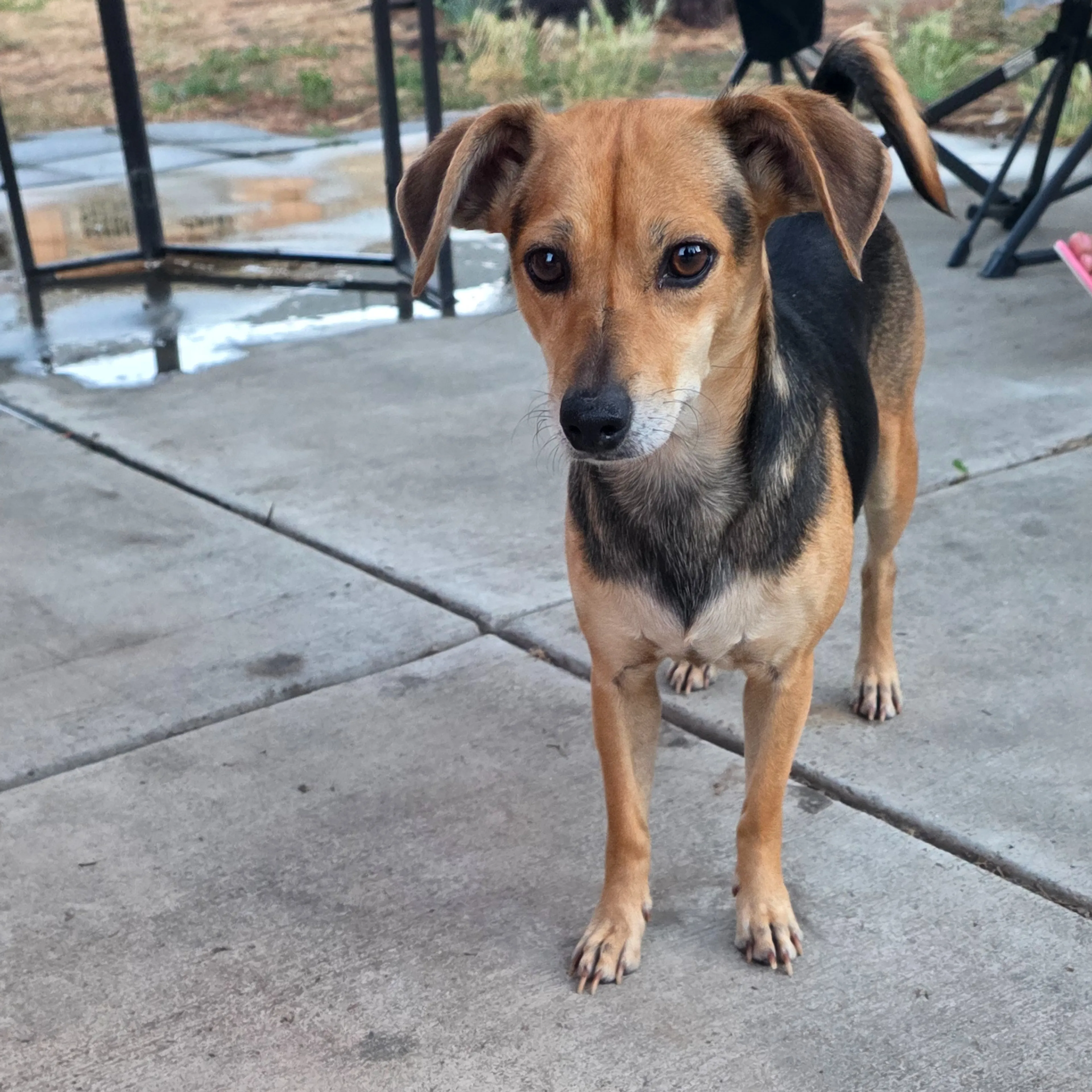 Found pet-3