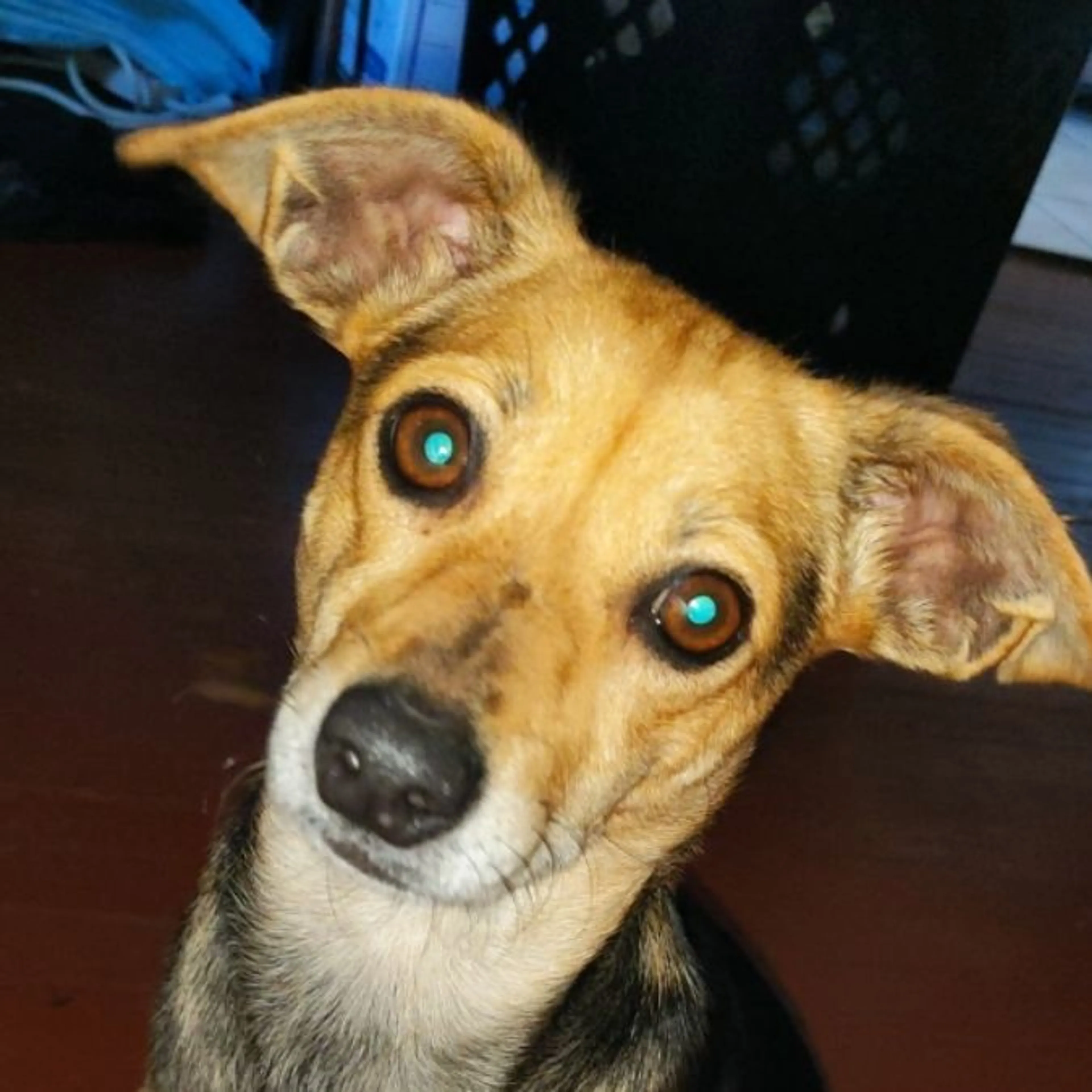 Found pet-0