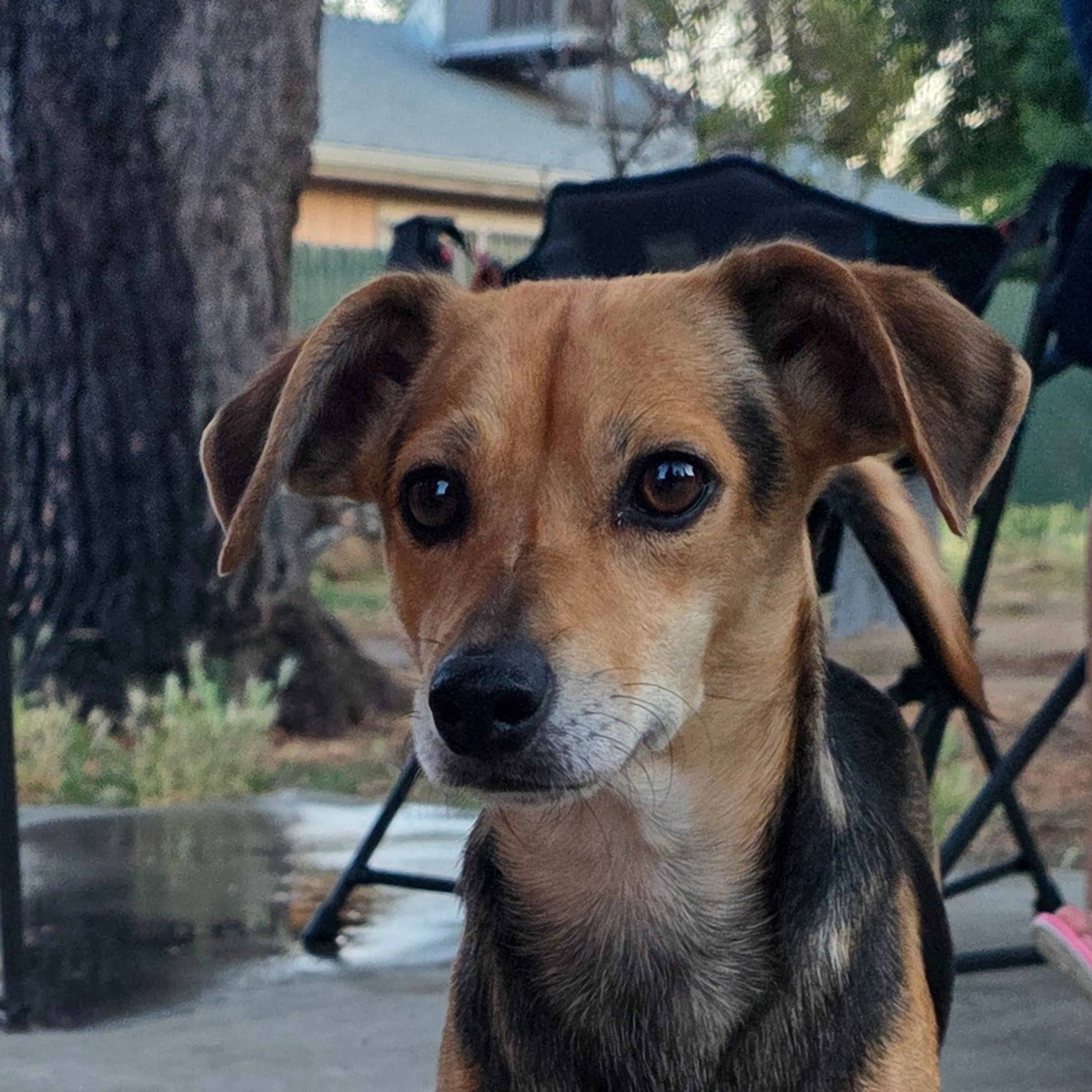 Found pet-2