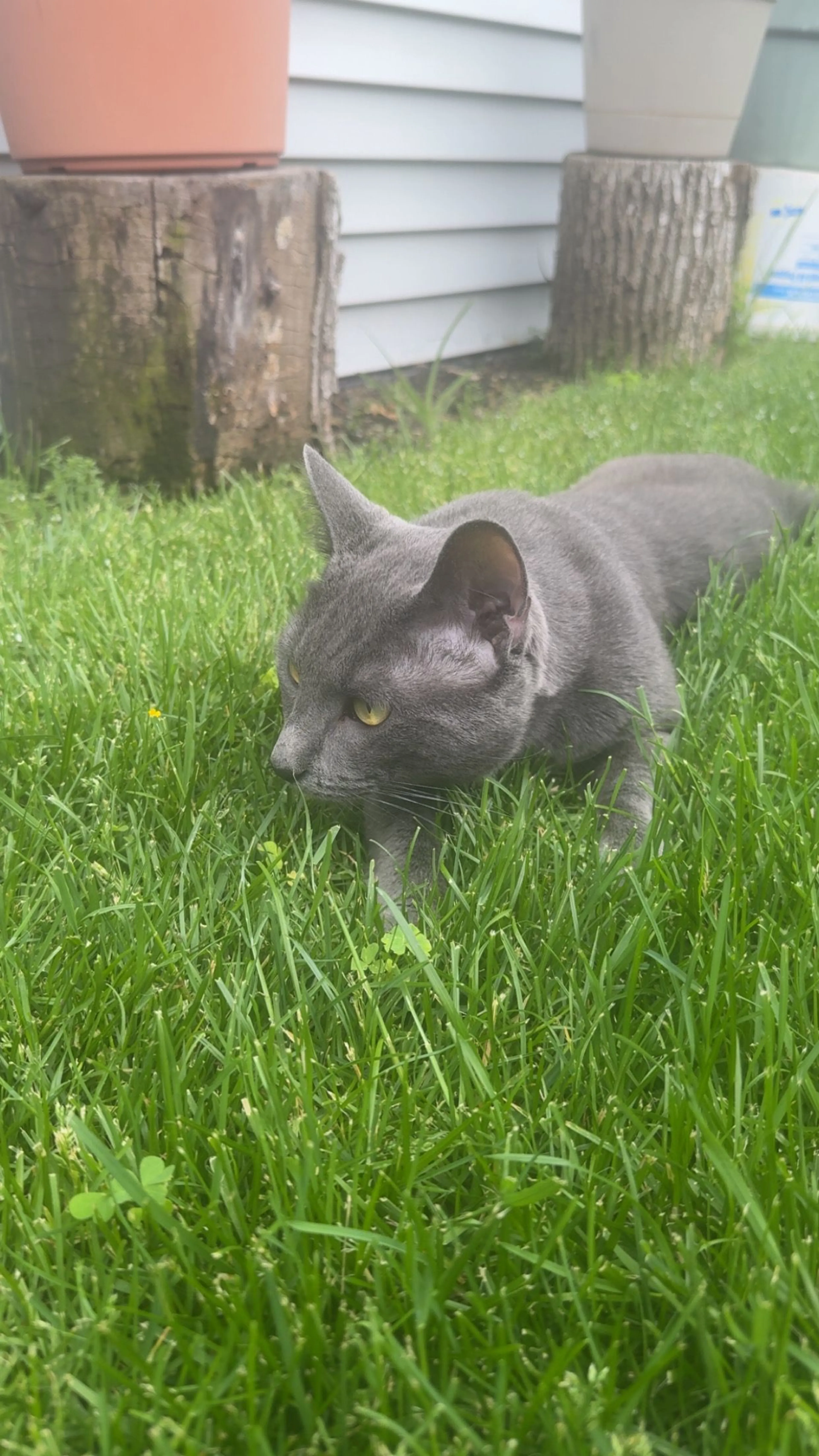 Lost pet