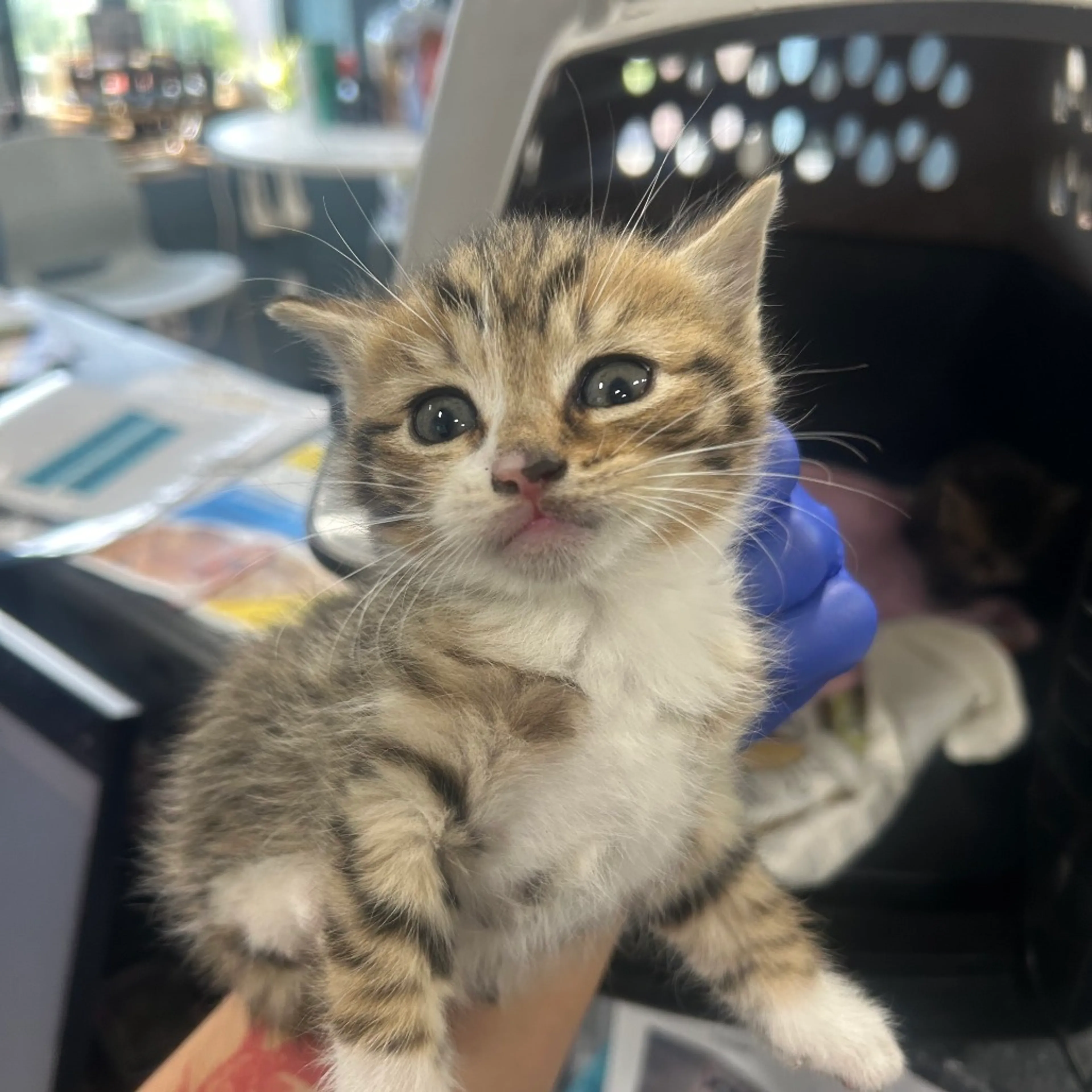 Found pet