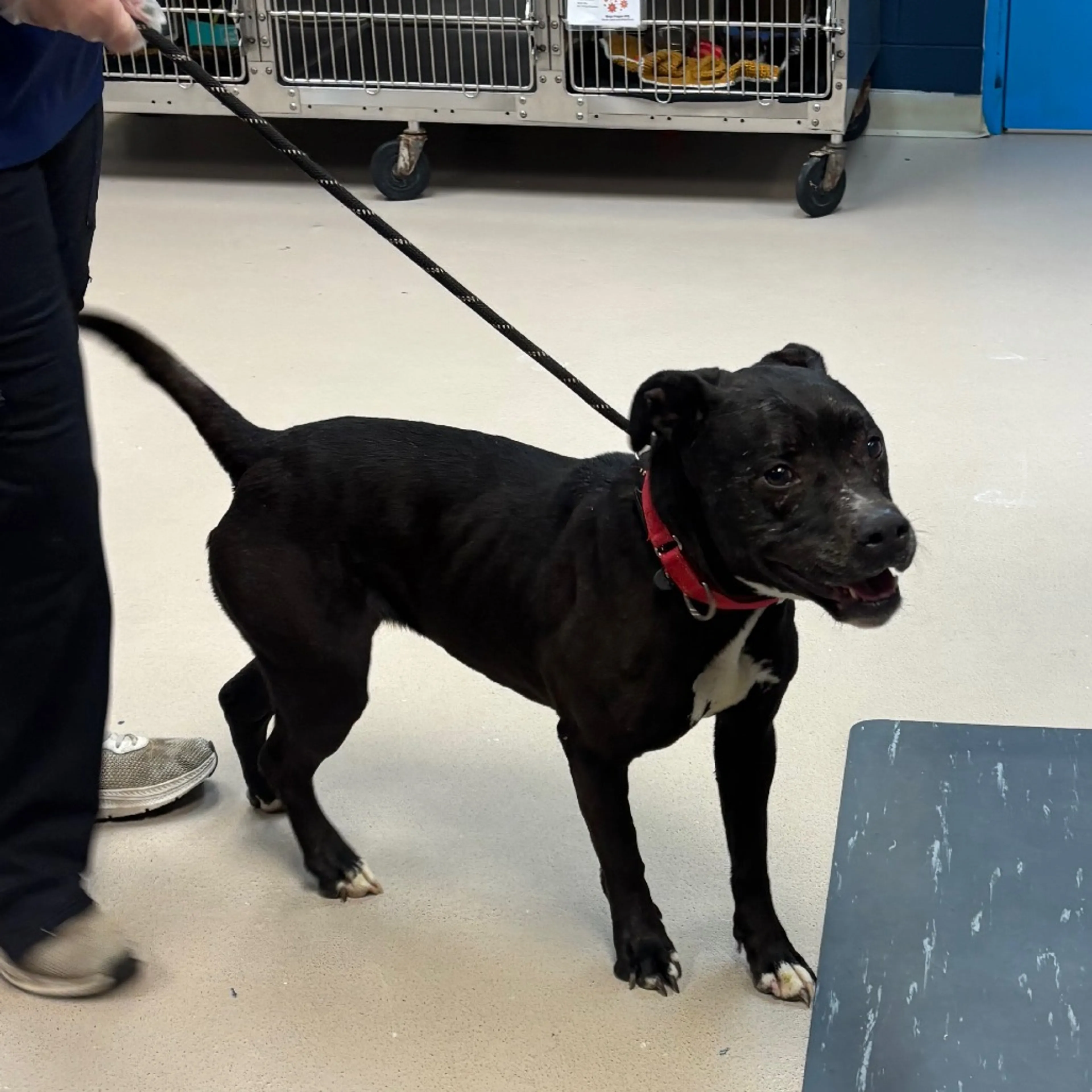 Found pet-2