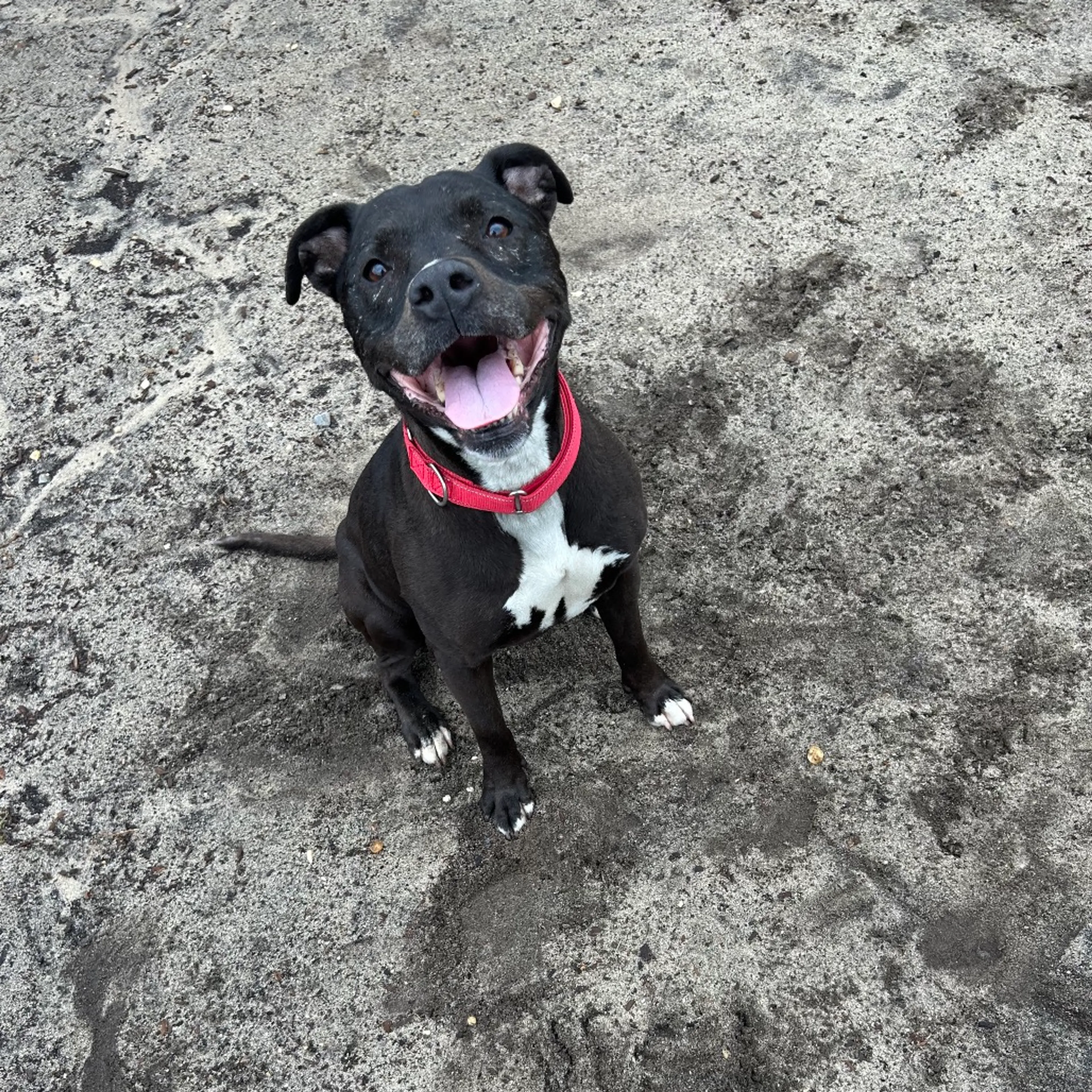 Found pet-3