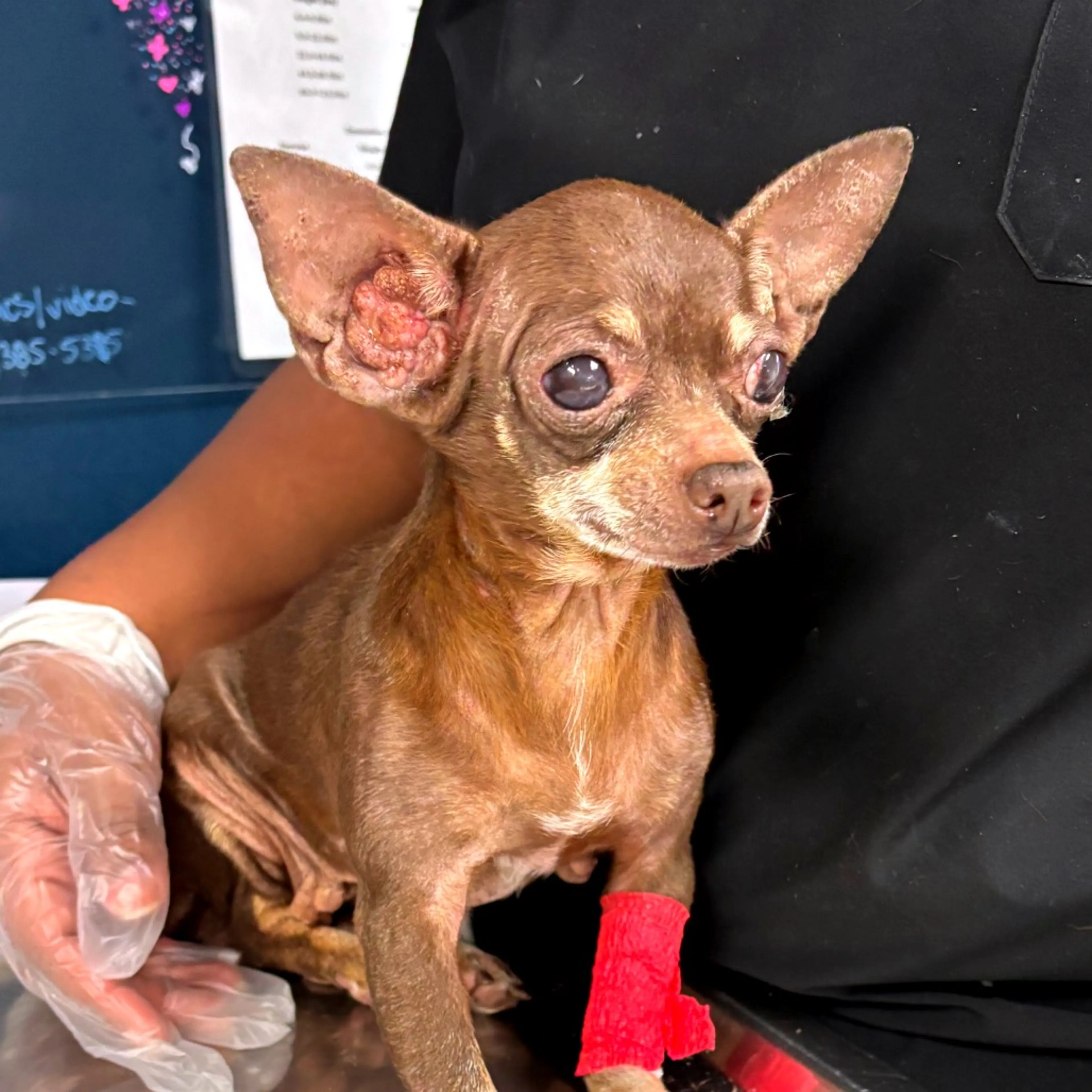 Found pet-1